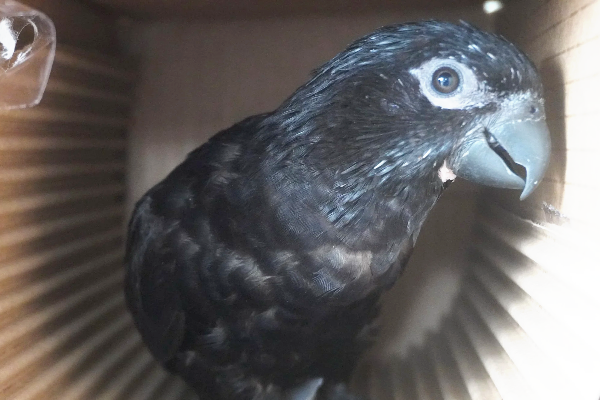 Close-up of a black bird, possibly a starling, inside a wooden birdhouse or nesting box.