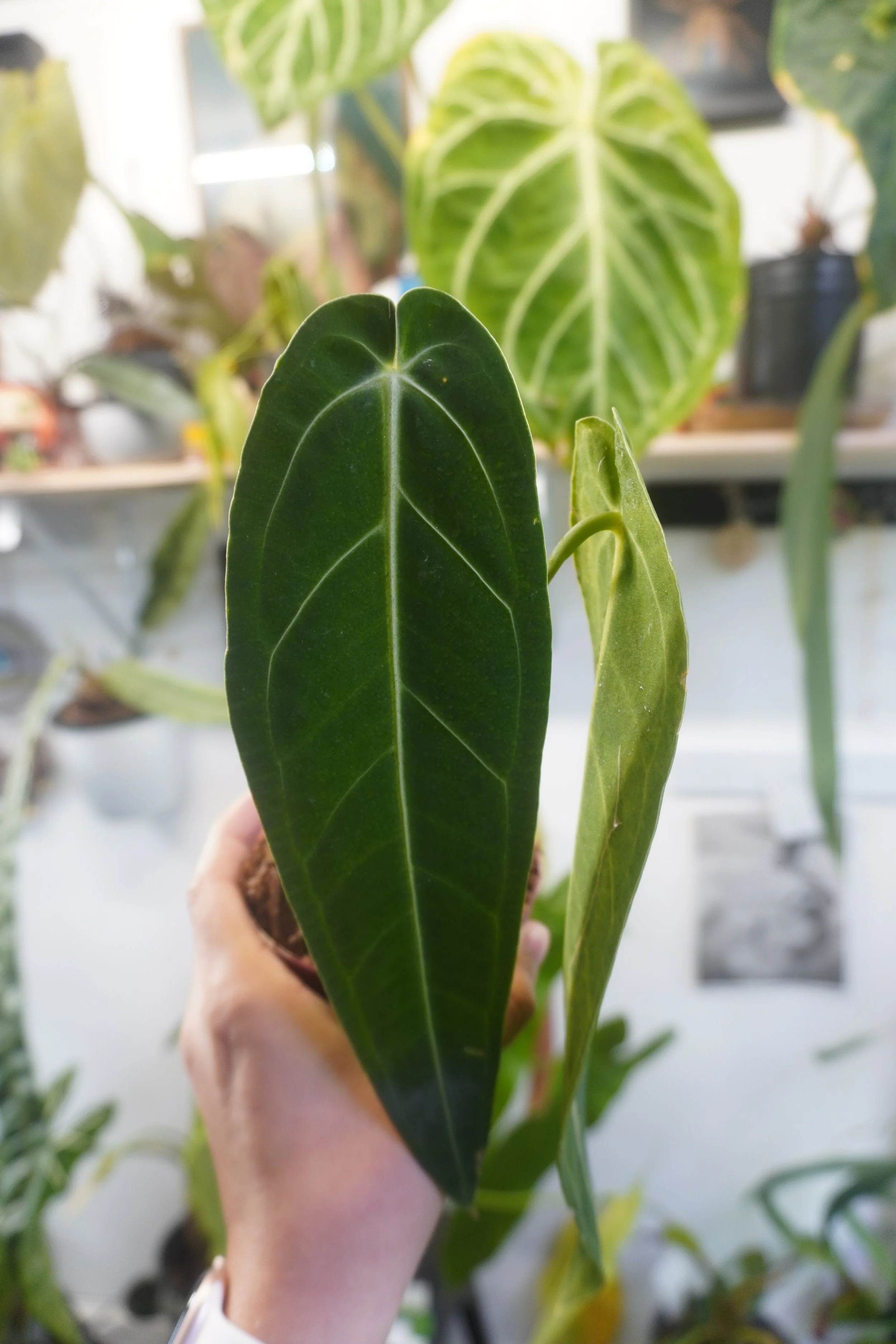 Close-up of a person holding a potted plant with dark green and light green leaves, with a background of blurred additional plants.