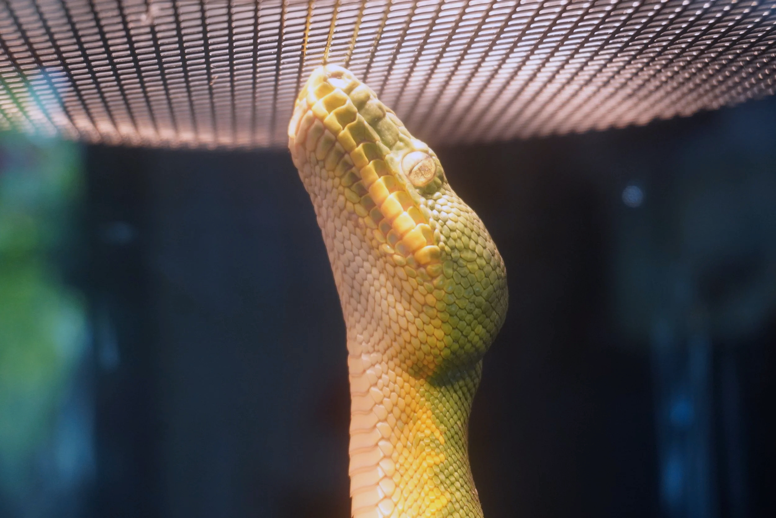 Close-up of a yellow-green snake with textured scales climbing a vertical surface, with a metal grid ceiling above.