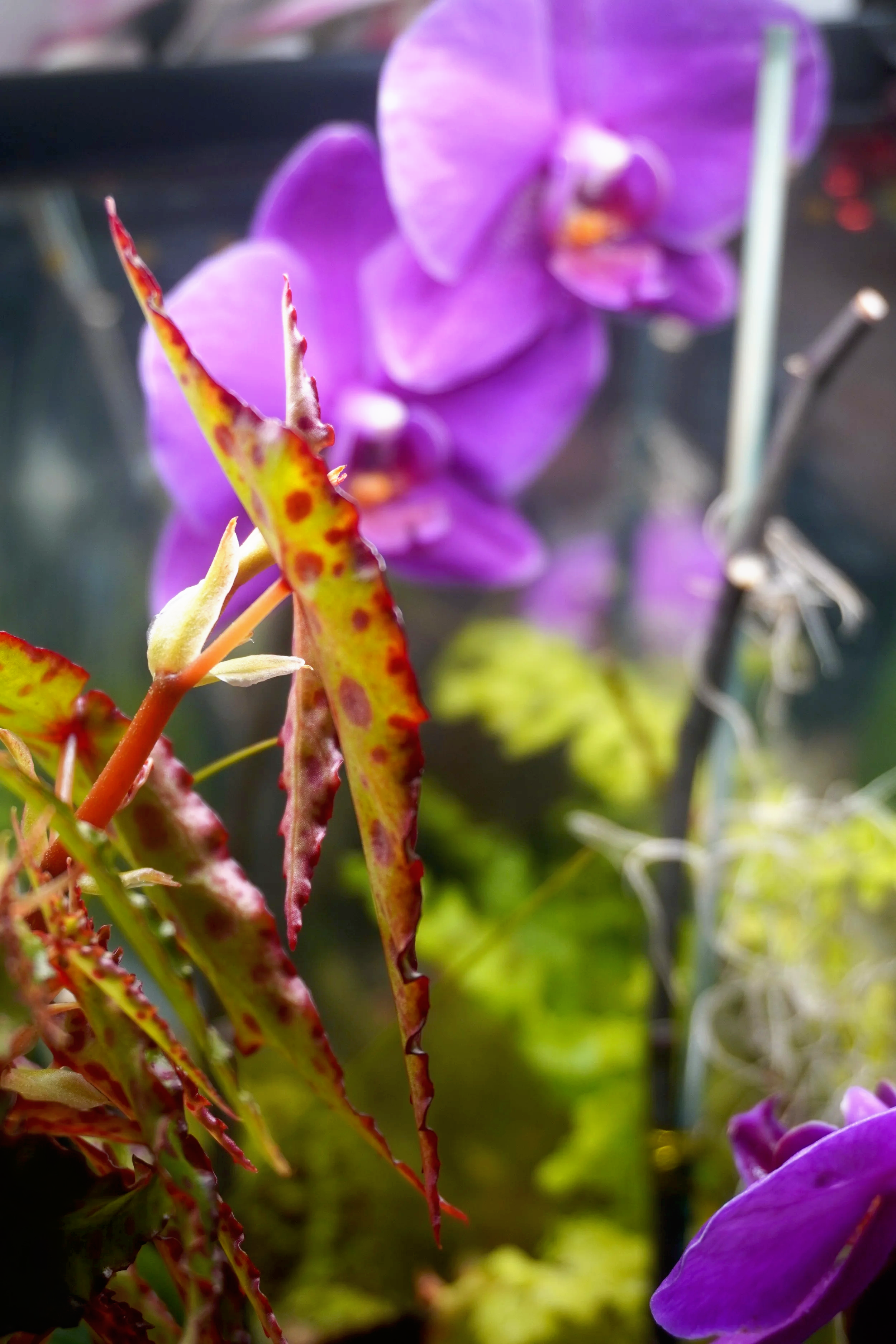 Close-up of a purple orchid flower with some yellow and red variegated leaves in the foreground and a blurred background.
