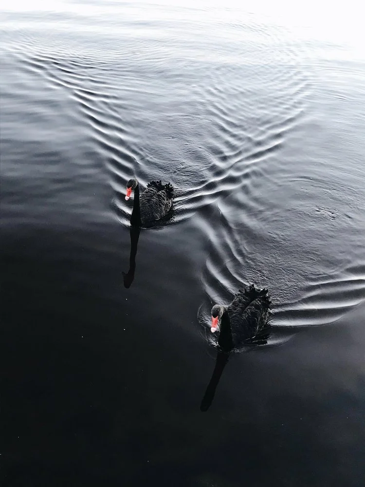 Two black swans swimming in dark water, creating ripples around them.