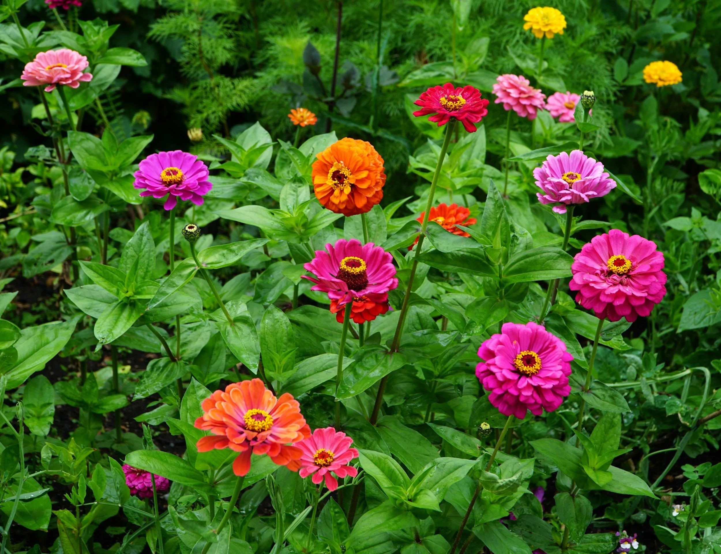 Colorful Zinnias in the Garden