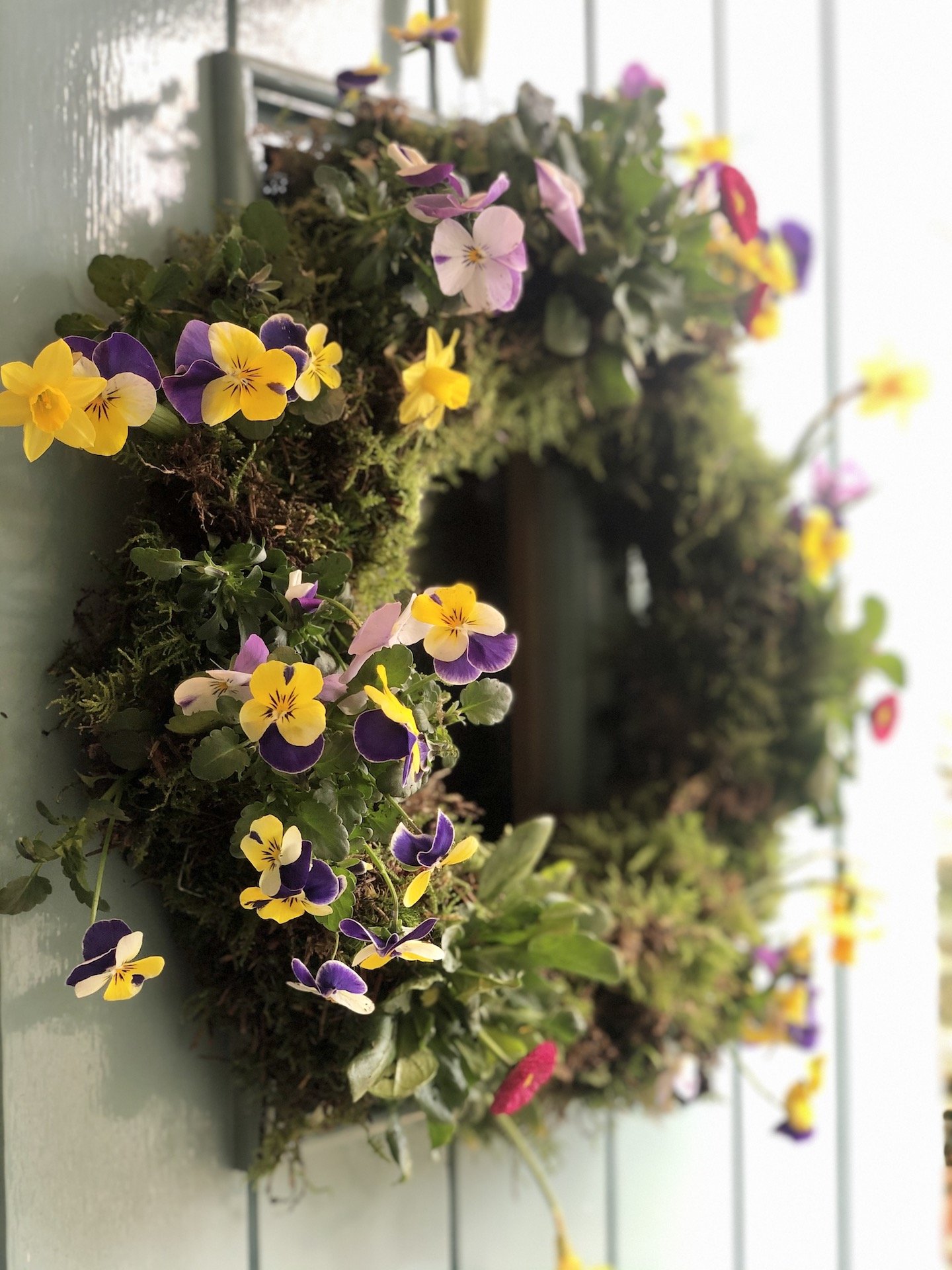 Close-up of colorful blooming pansies in a garden bed, with diverse purple, yellow, and pink flowers.