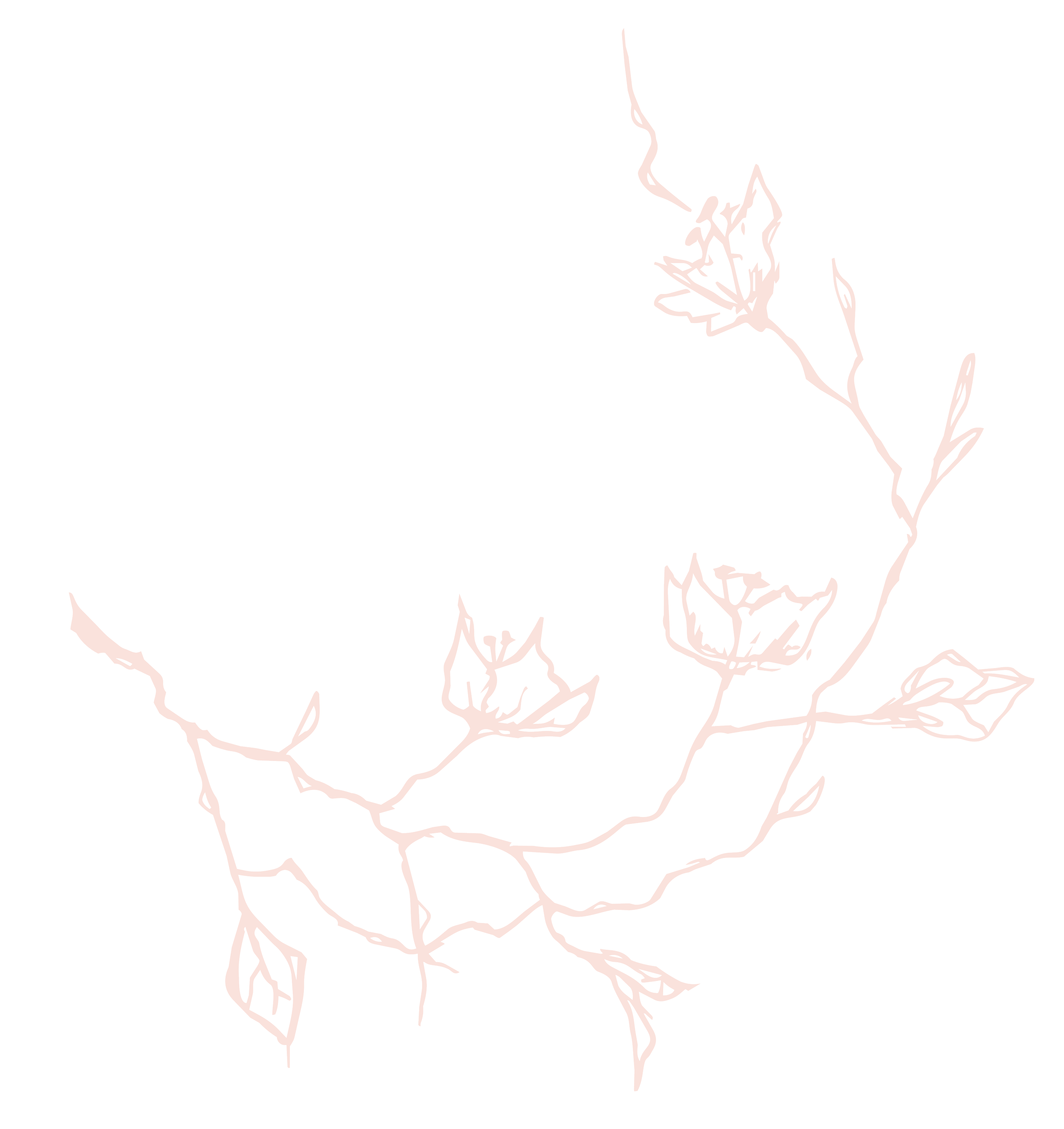 Line drawing of a plant with roots and leaves on a black background.