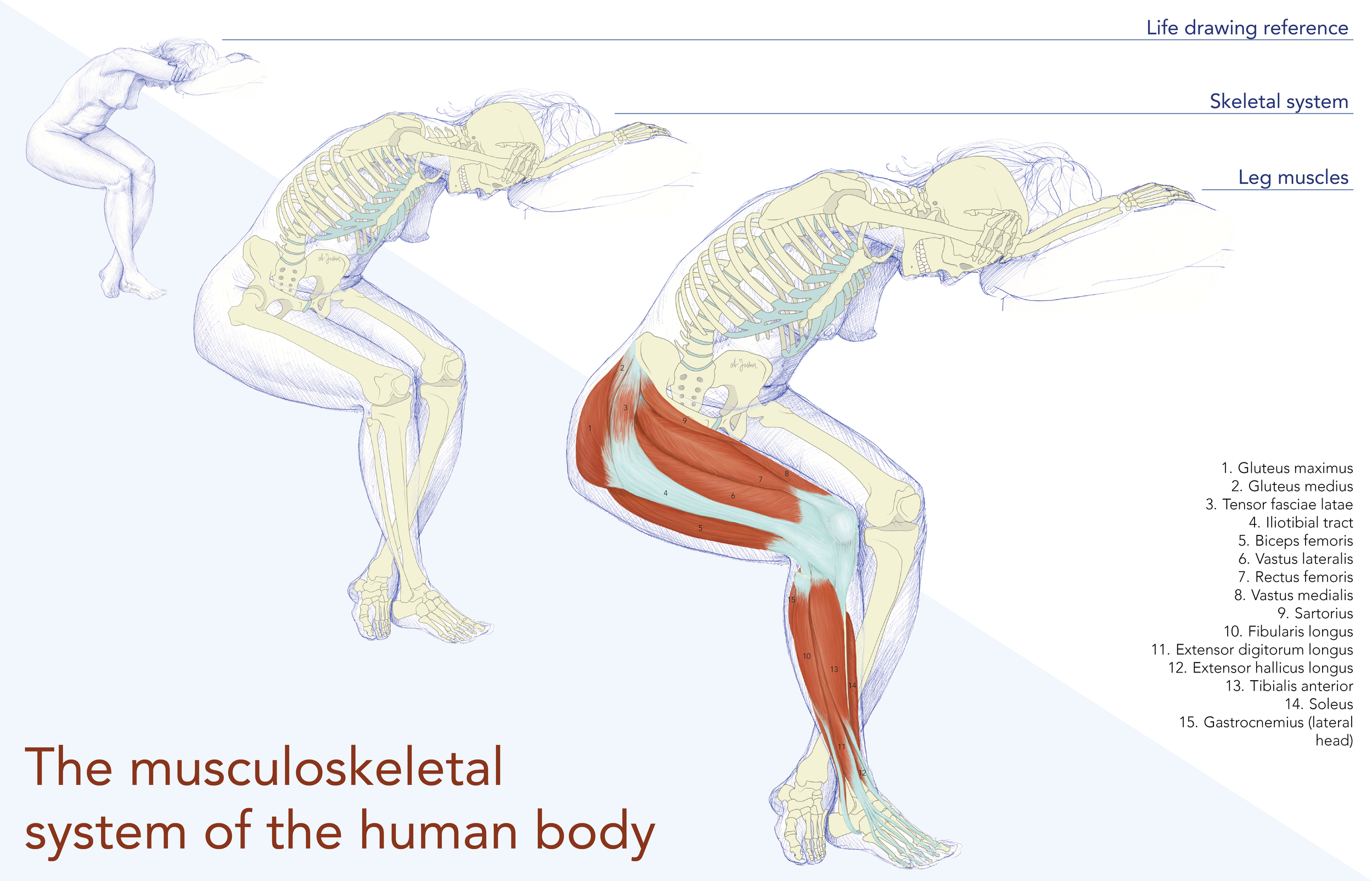 Illustration depicting the human skeletal system and the muscles of the upper and lower leg, from the lateral/frontal side. 
