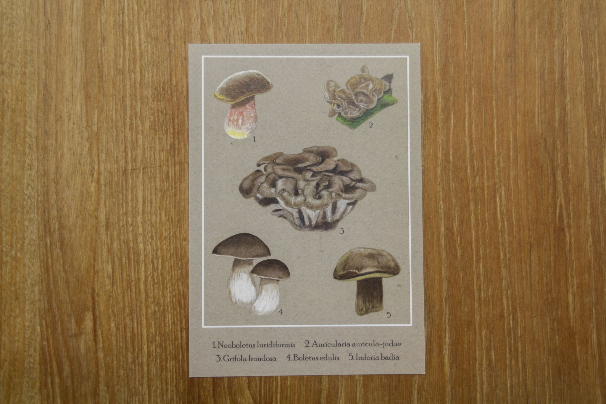 Mushroom Field Guide Print A5