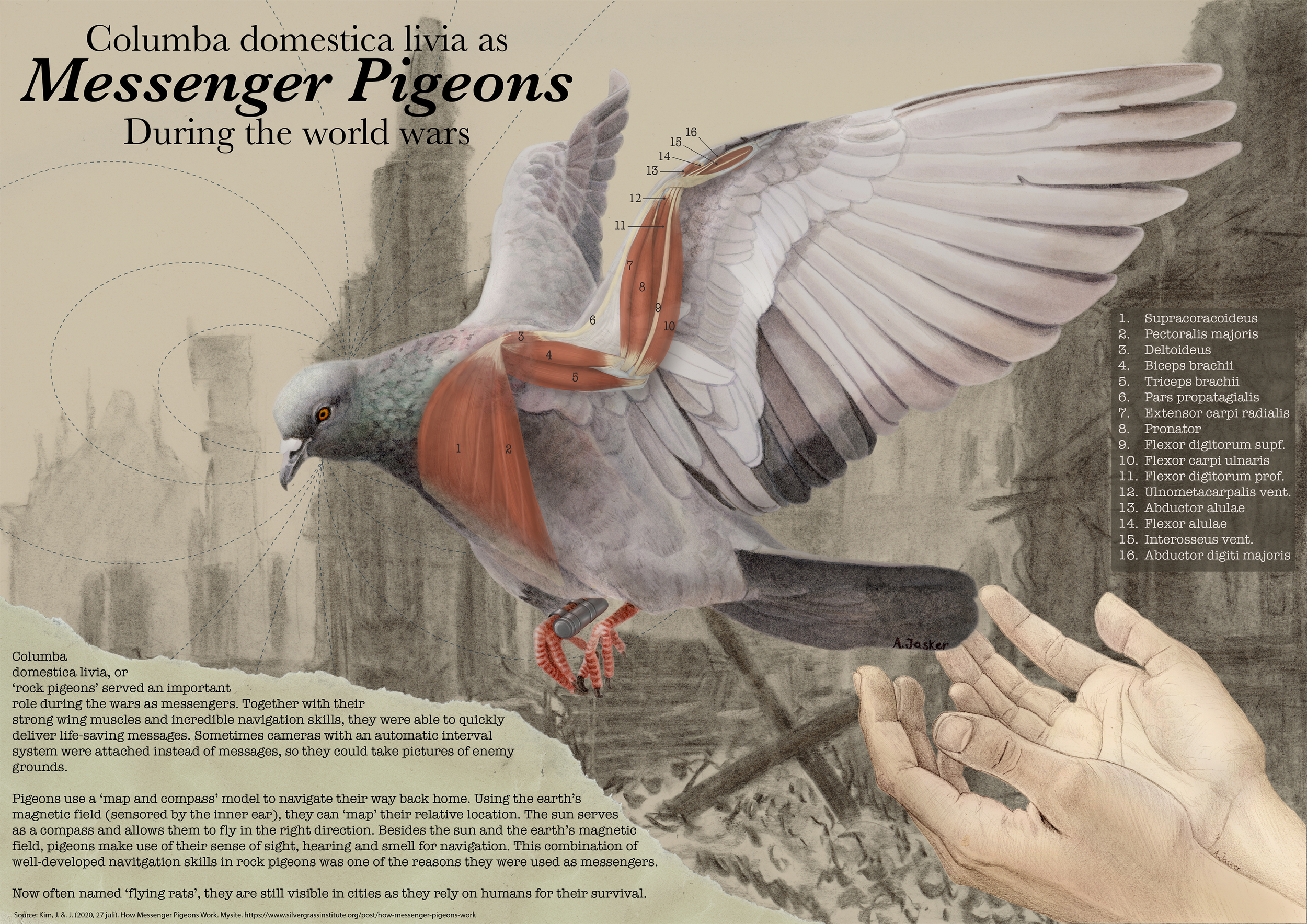 Informative poster about rock pigeons, their role as messengers during the War and how their specific anatomy and biology made them so suitable for this role. 