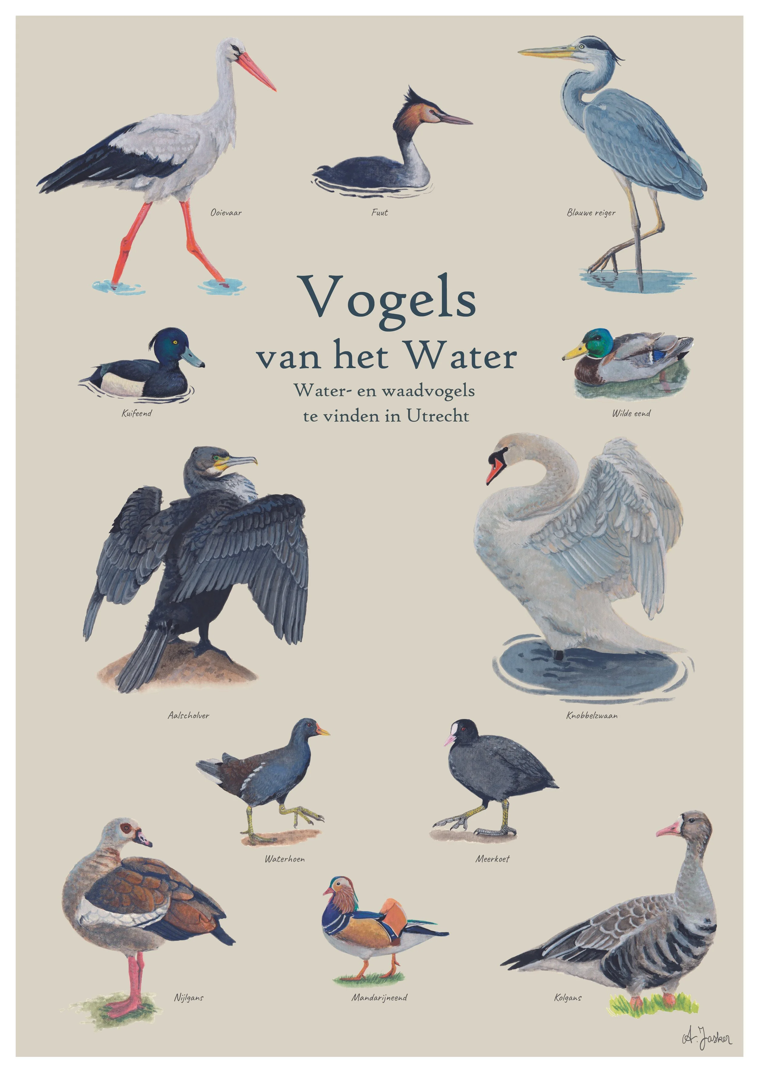 Species poster of water and wading birds in Utrecht.