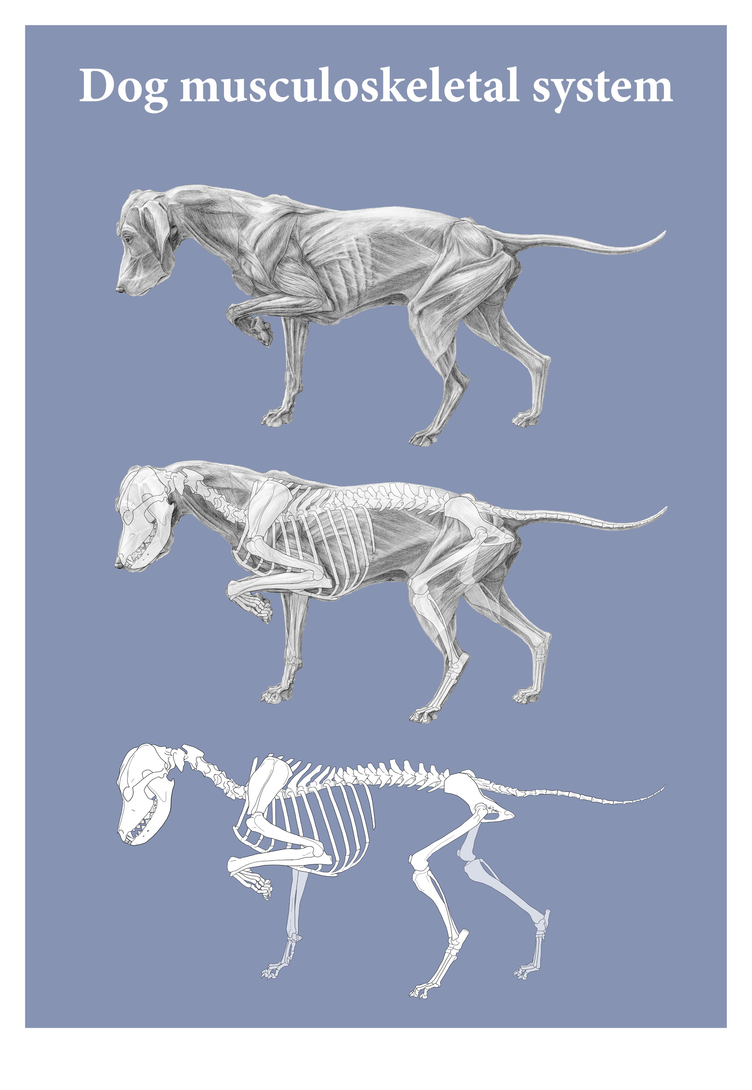 Poster depicting the muscles of a dog and its skeleton in the specific position the dog is standing in.