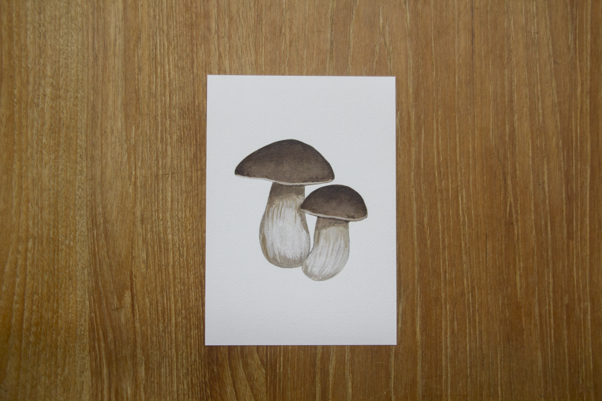 Penny Bun Mushroom print A5