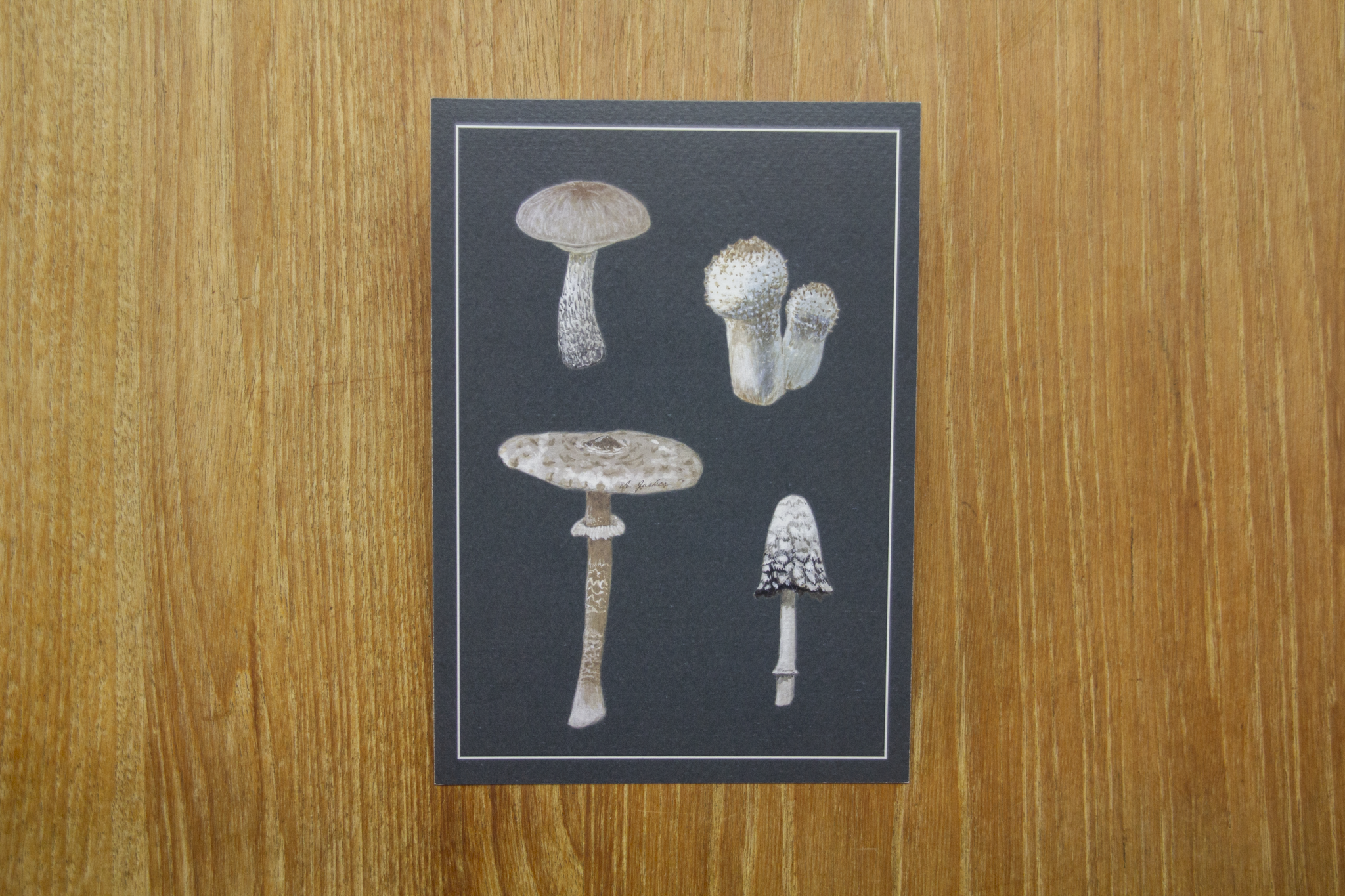 White Moody Mushrooms Print A5
