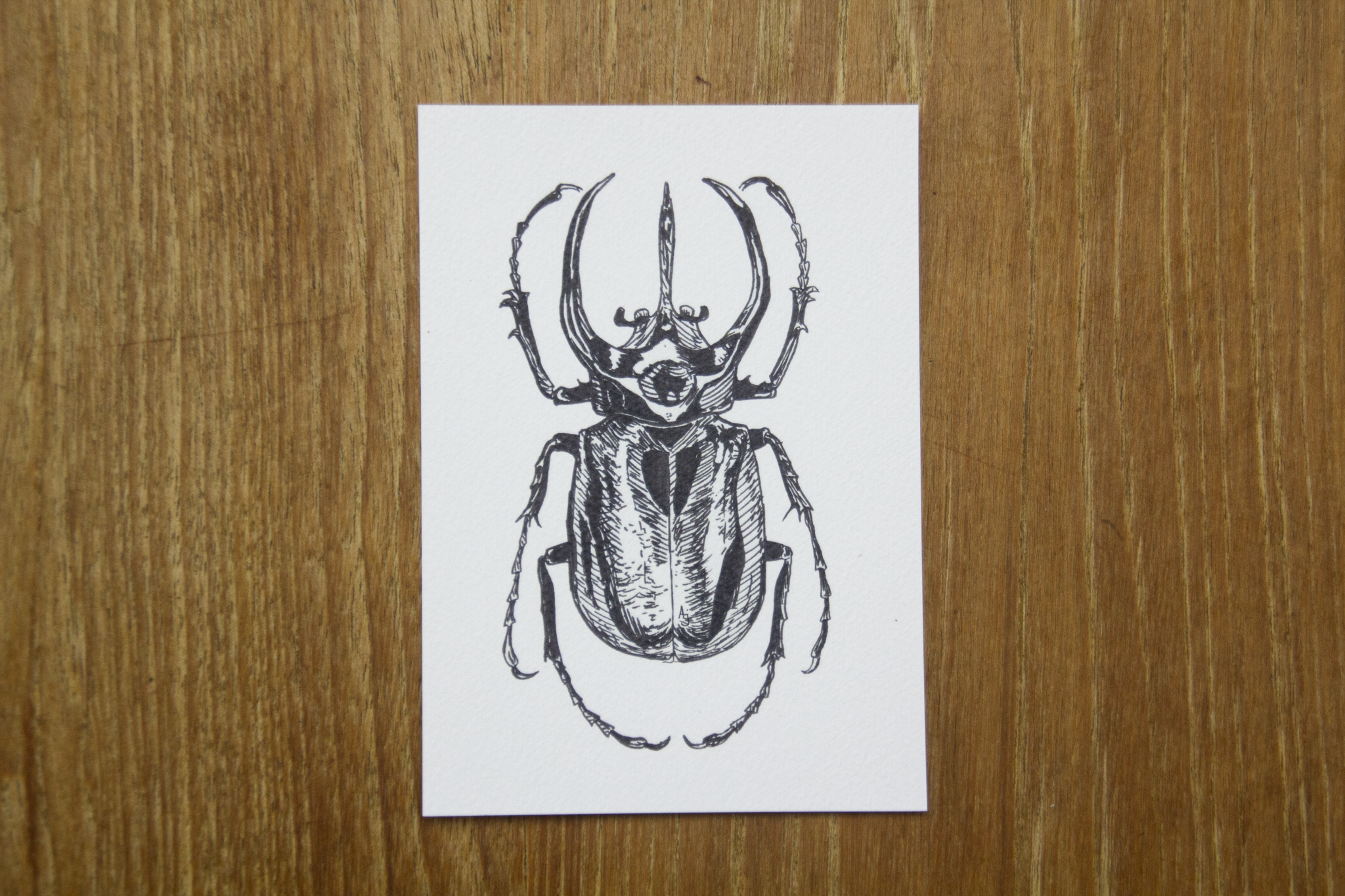 Atlas Beetle Print A6