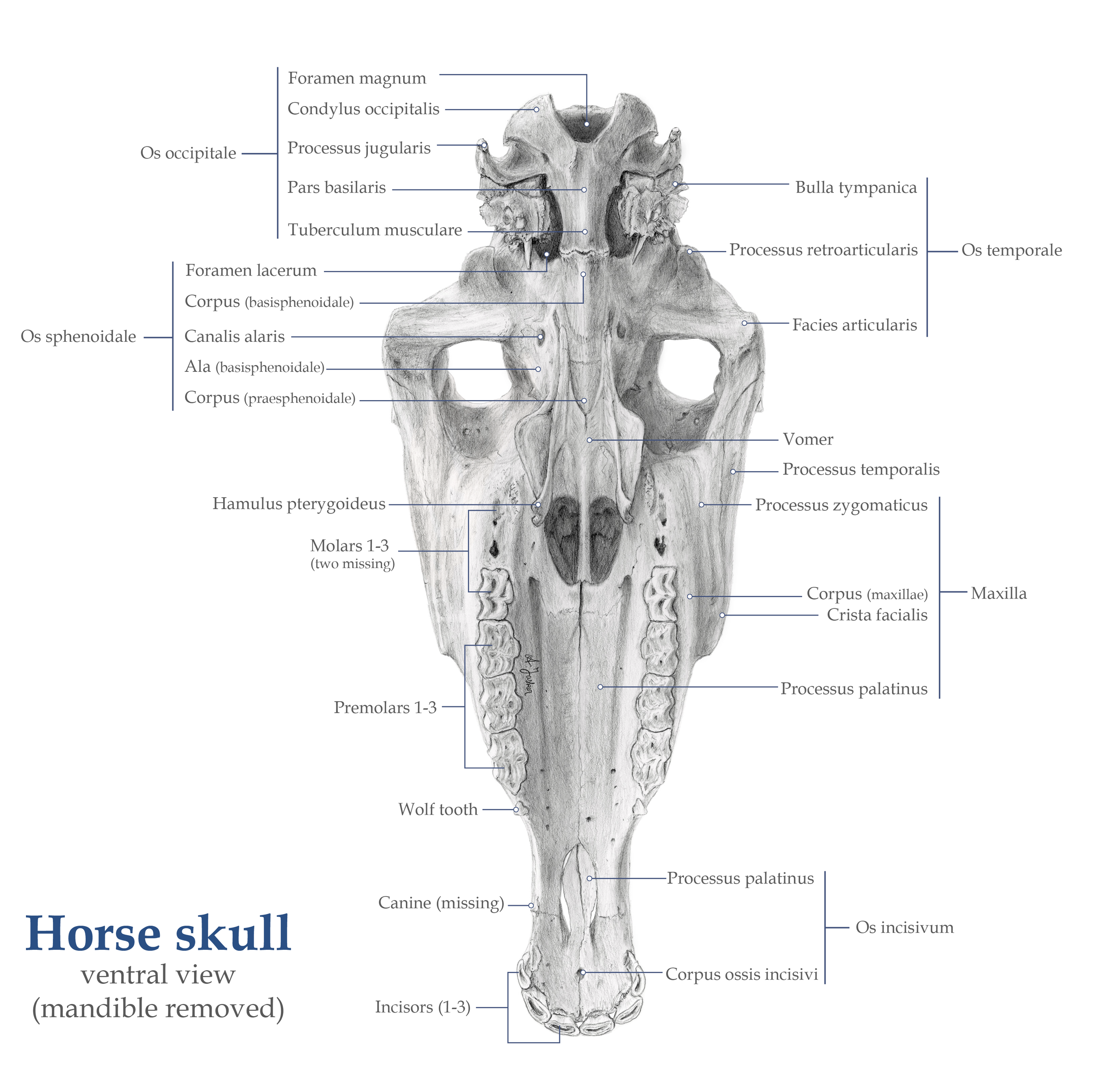 A horse's skull, as viewed from the ventral side (looking at the roof of the mouth). Completely drawn with graphite pencils. 