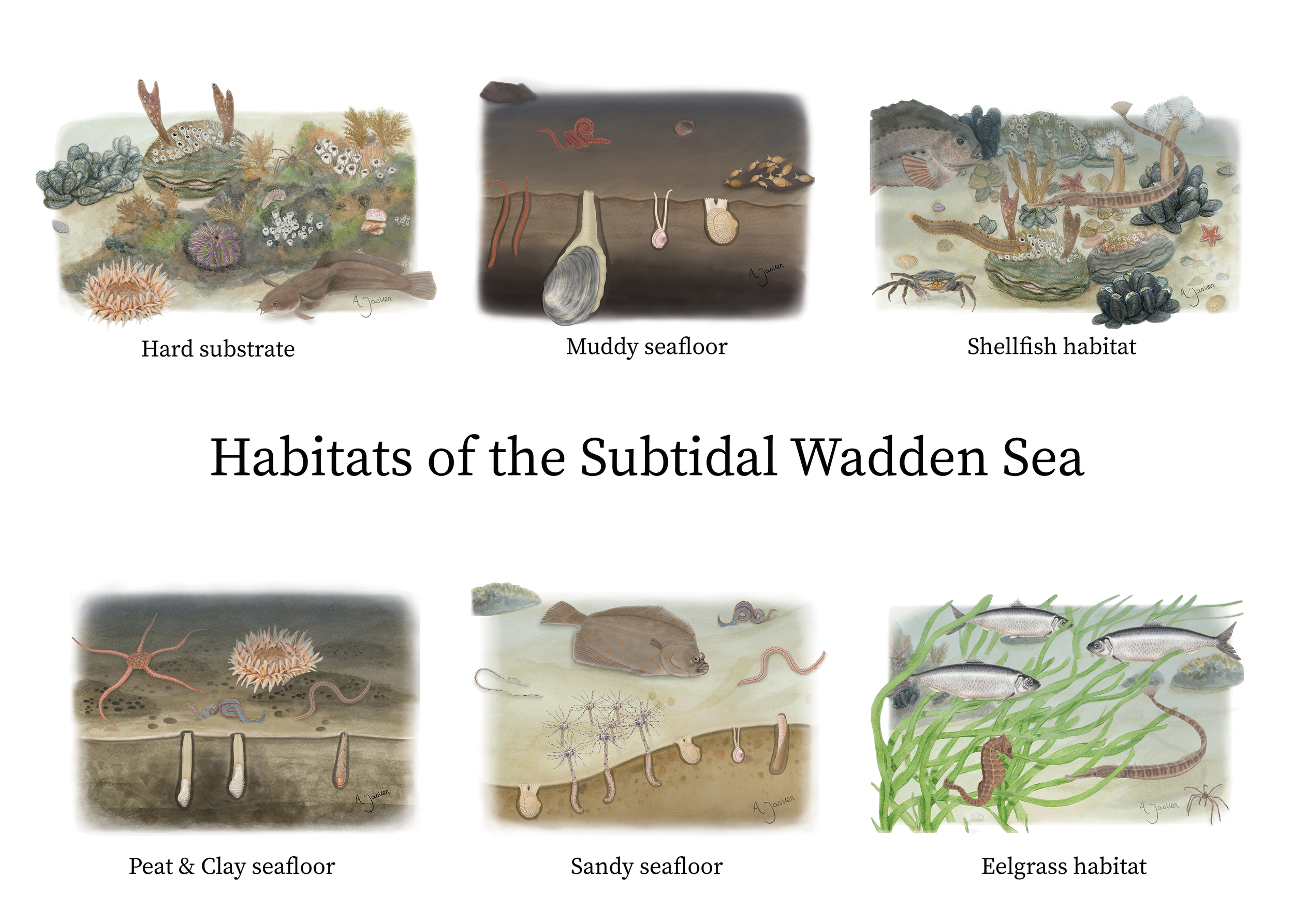 The subtidal Wadden Sea can be organized in six different types of habitats. In this illustration I give an overview of the six habitats that exist (even if not currently, like the Eelgrass habitat). Each habitat shows which specific species are attr