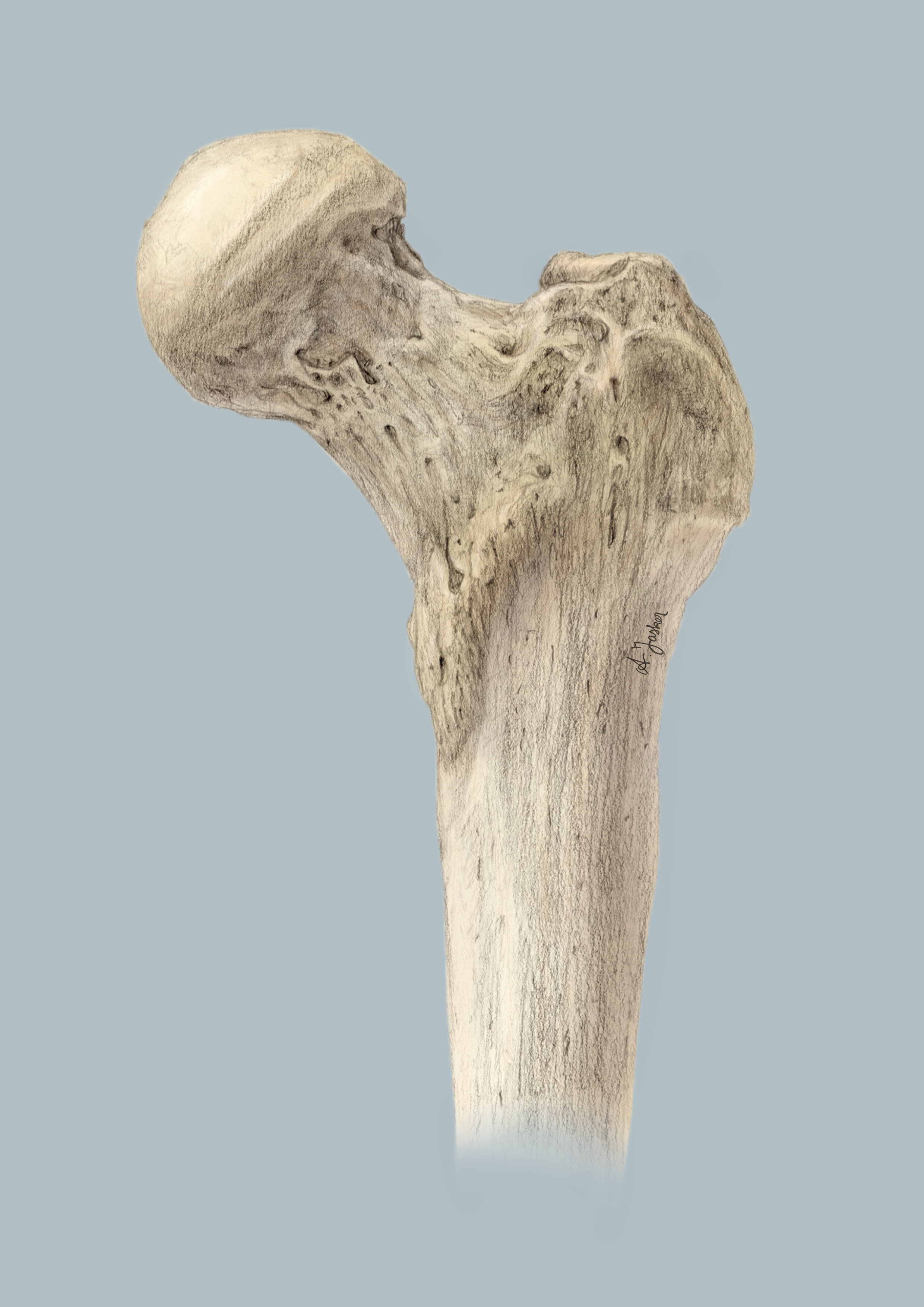 Illustration of a head of a human left femur.