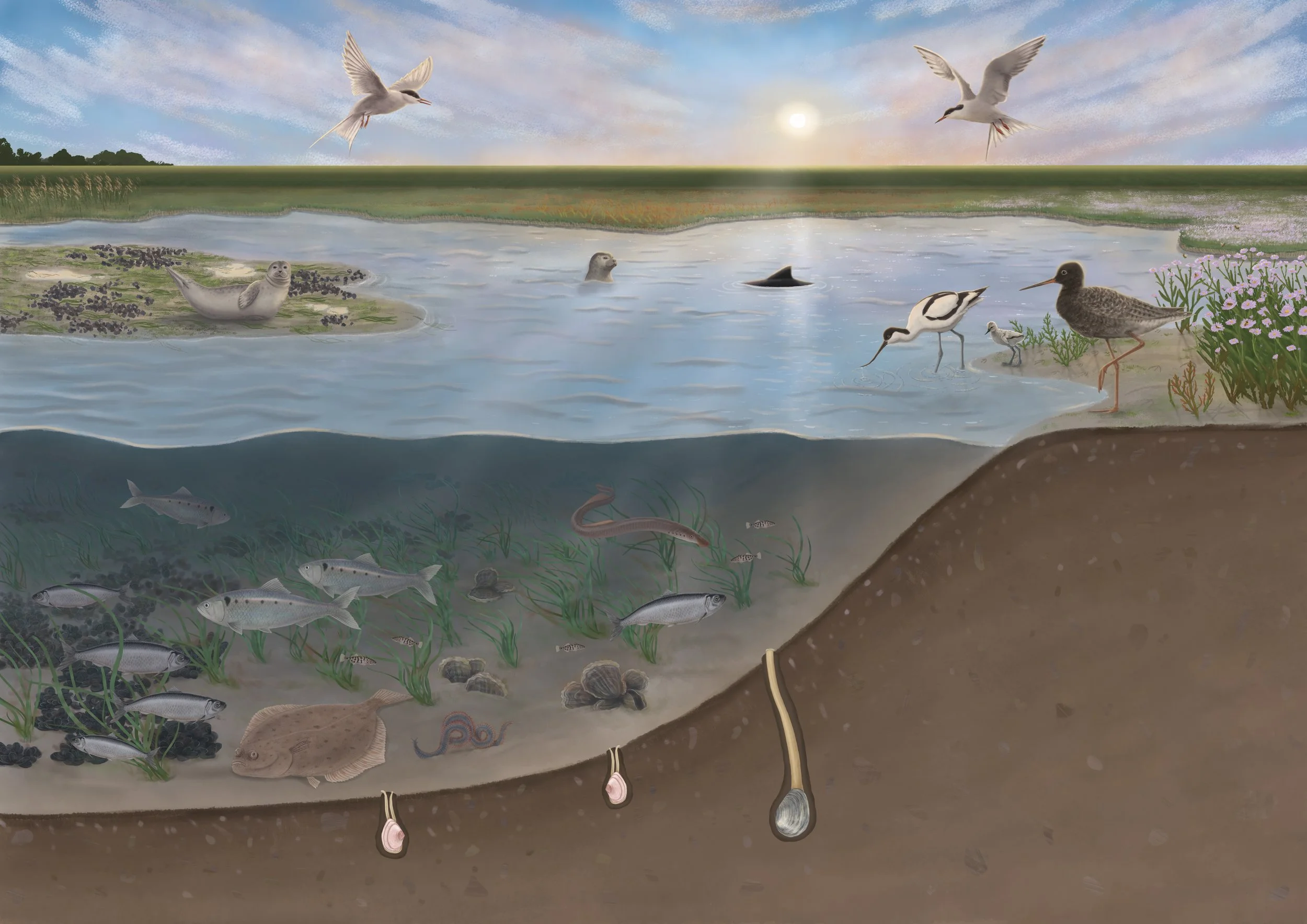 Possible future image of the Eems Dollard, an estuary of the Wadden Sea. Once restored, it can be full of life again.