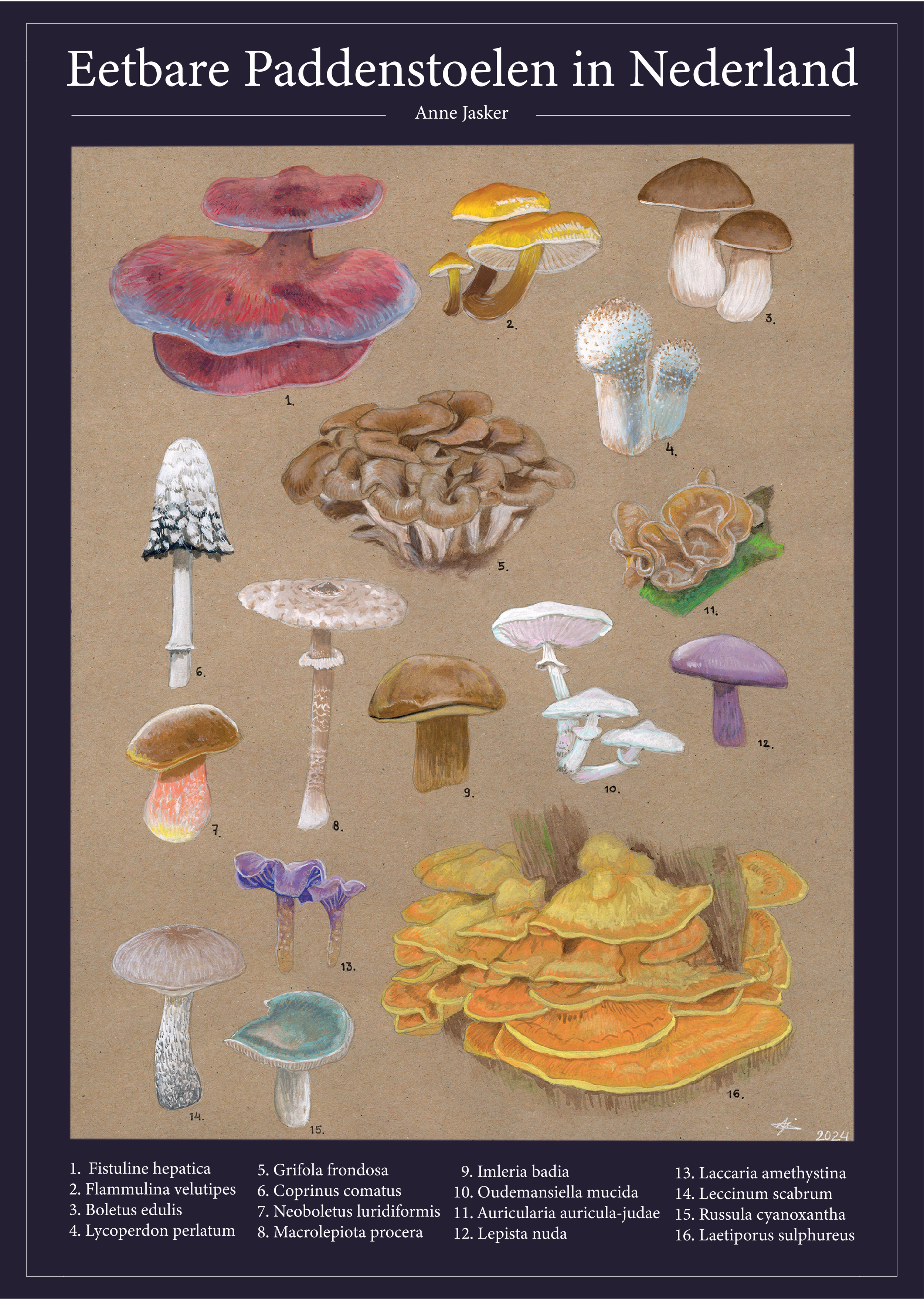 Species poster of edible mushrooms.