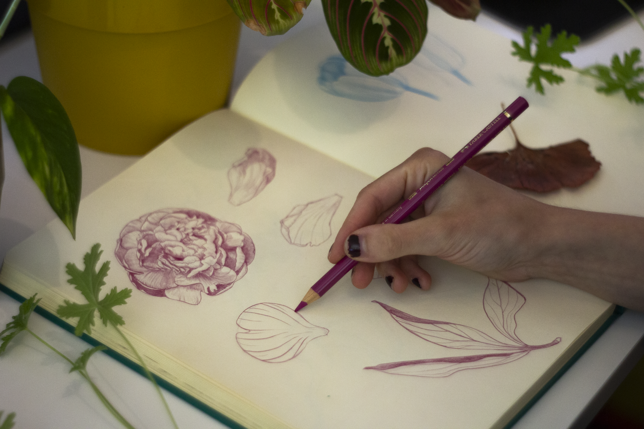 Person drawing botanical sketches in a sketchbook, surrounded by real and illustrated plants.