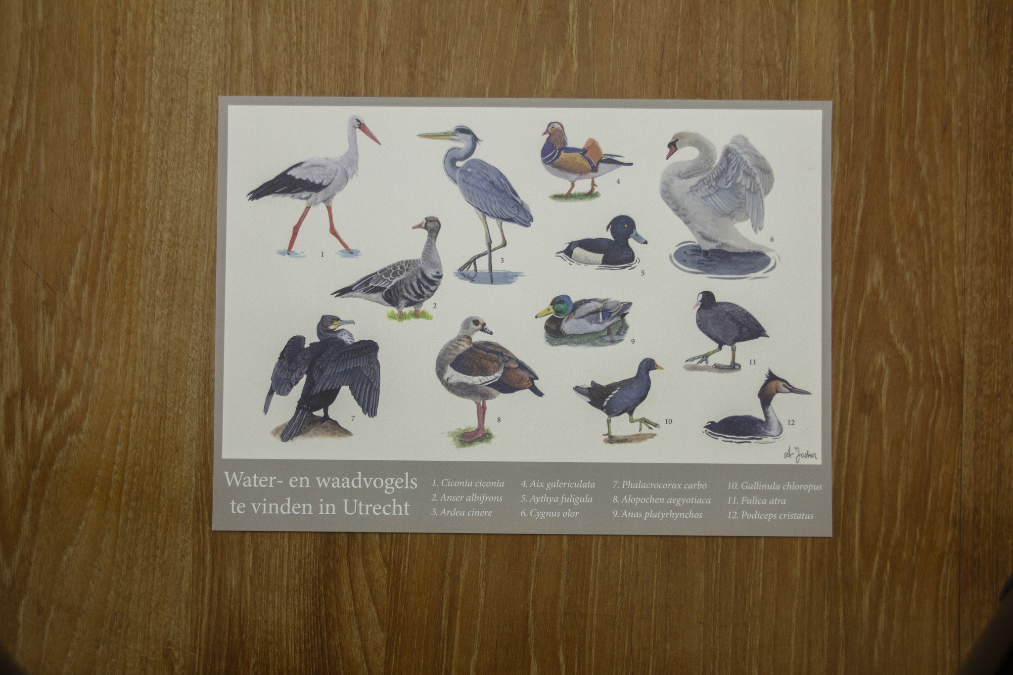 Birds of Utrecht, Horizontal Poster A3