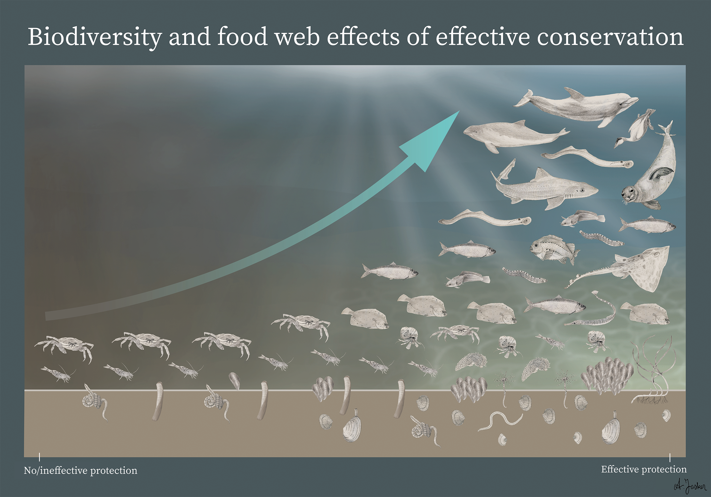 With effective protection of the Dutch Wadden Sea, more than one thing happens: besides an increase in biodiversity, a more complex and efficient food web starts to develop. This can be seen by the increase in different species, the more effectively 