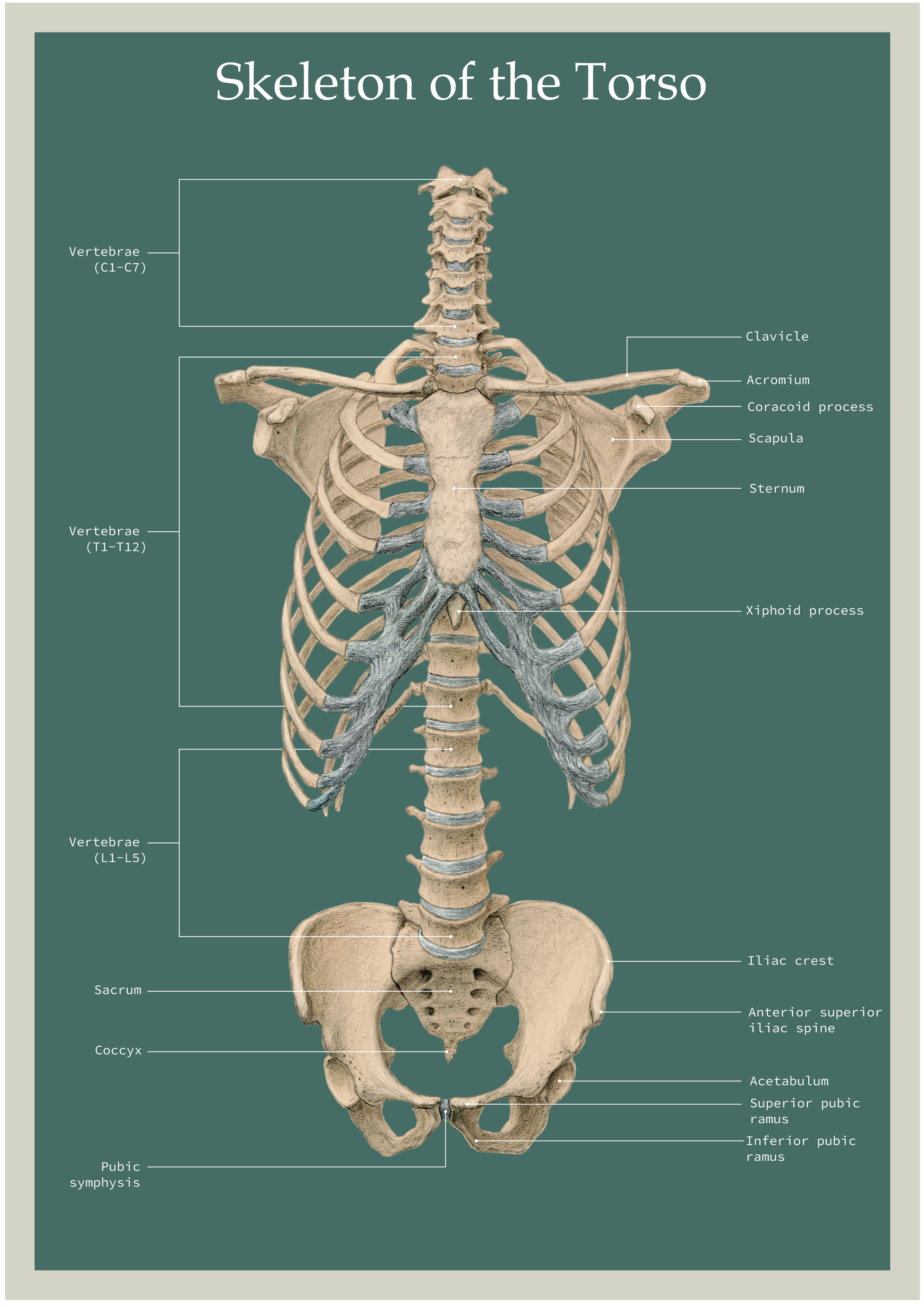 Anatomy poster of the human torso.