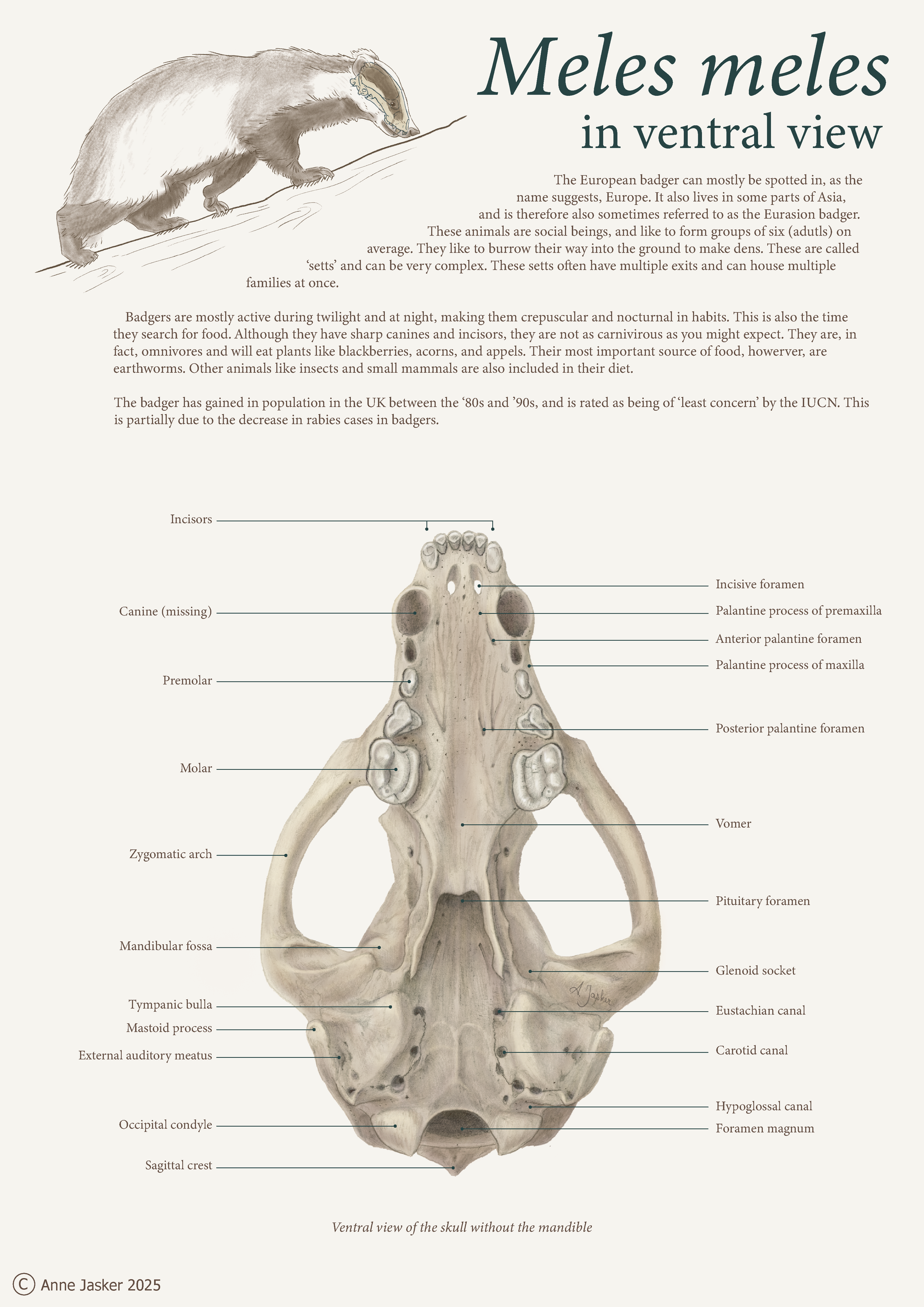 Informative poster about the European badger.