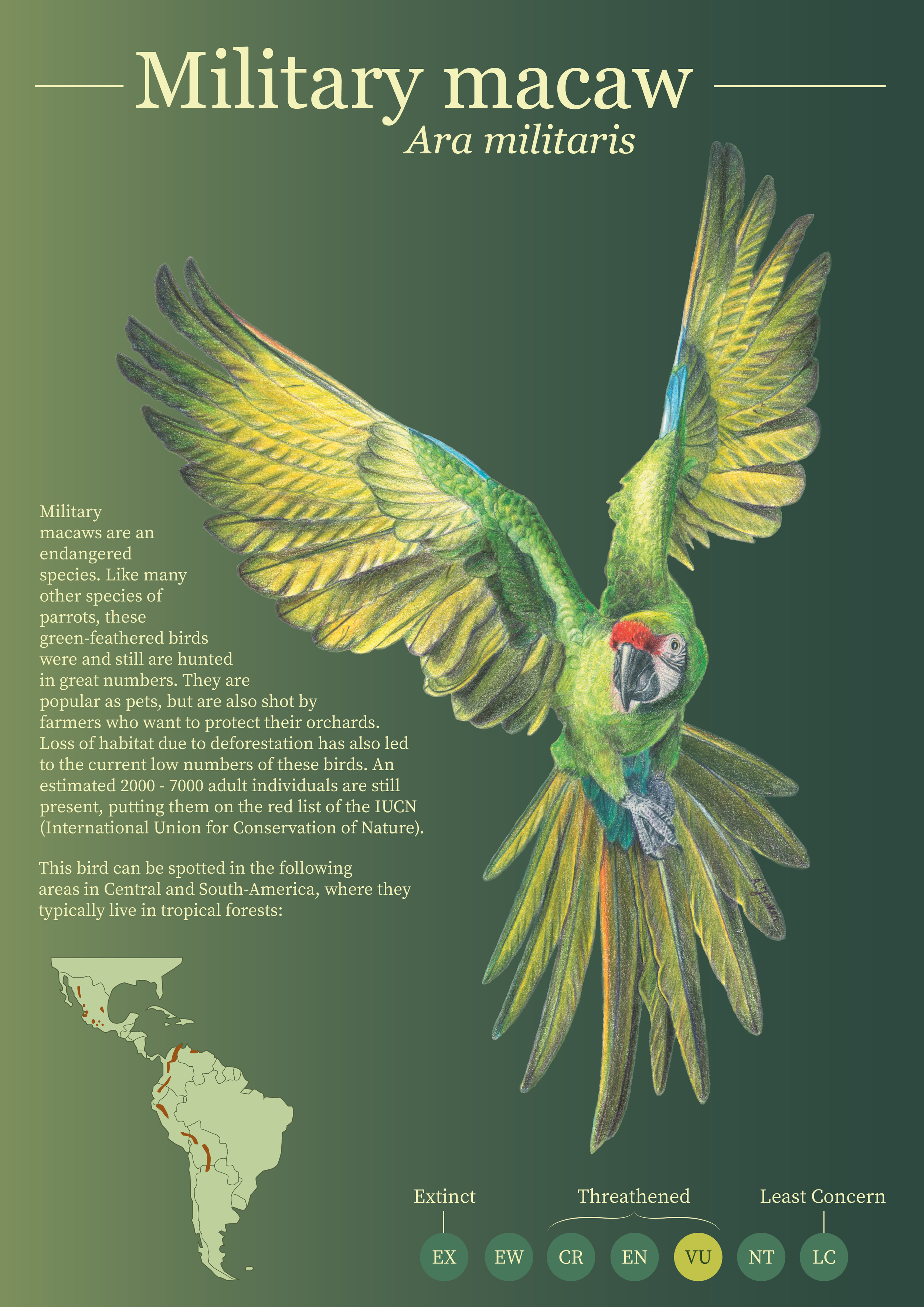 Informative poster of a military macaw, drawn with colored pencils. 