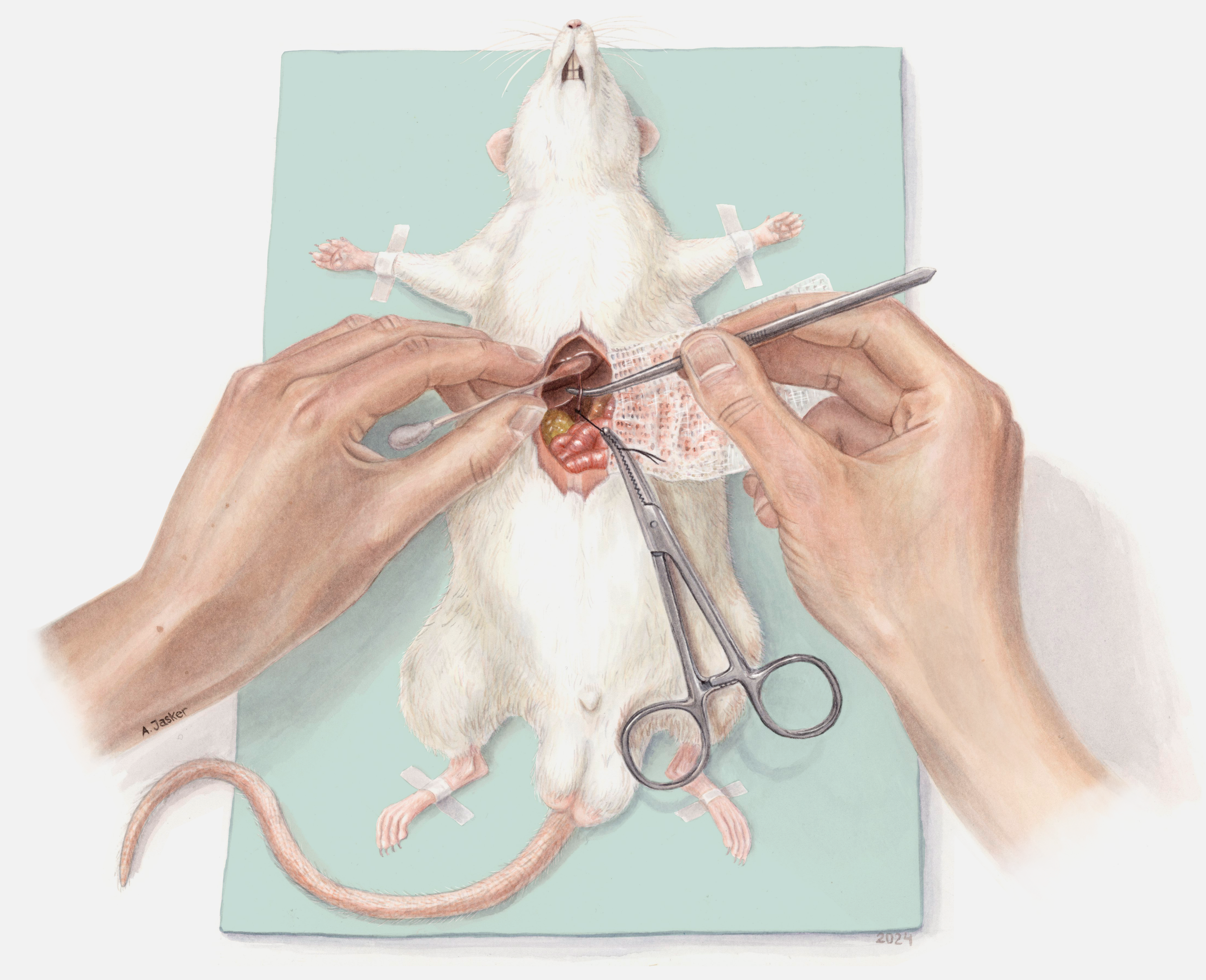 Staged microsurgery on a rat. Done in watercolors.
