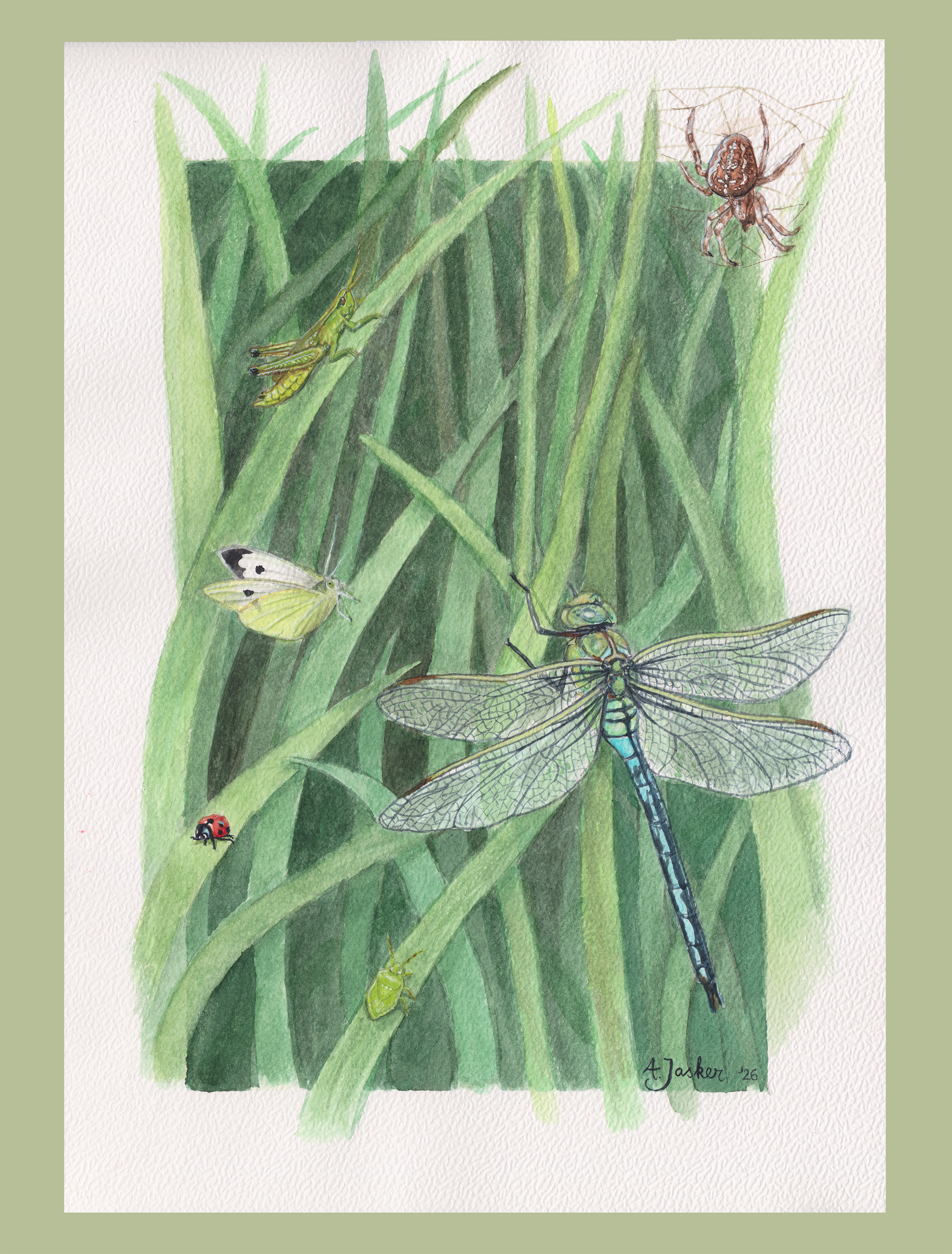 Watercolor painting of a collection of insects. 