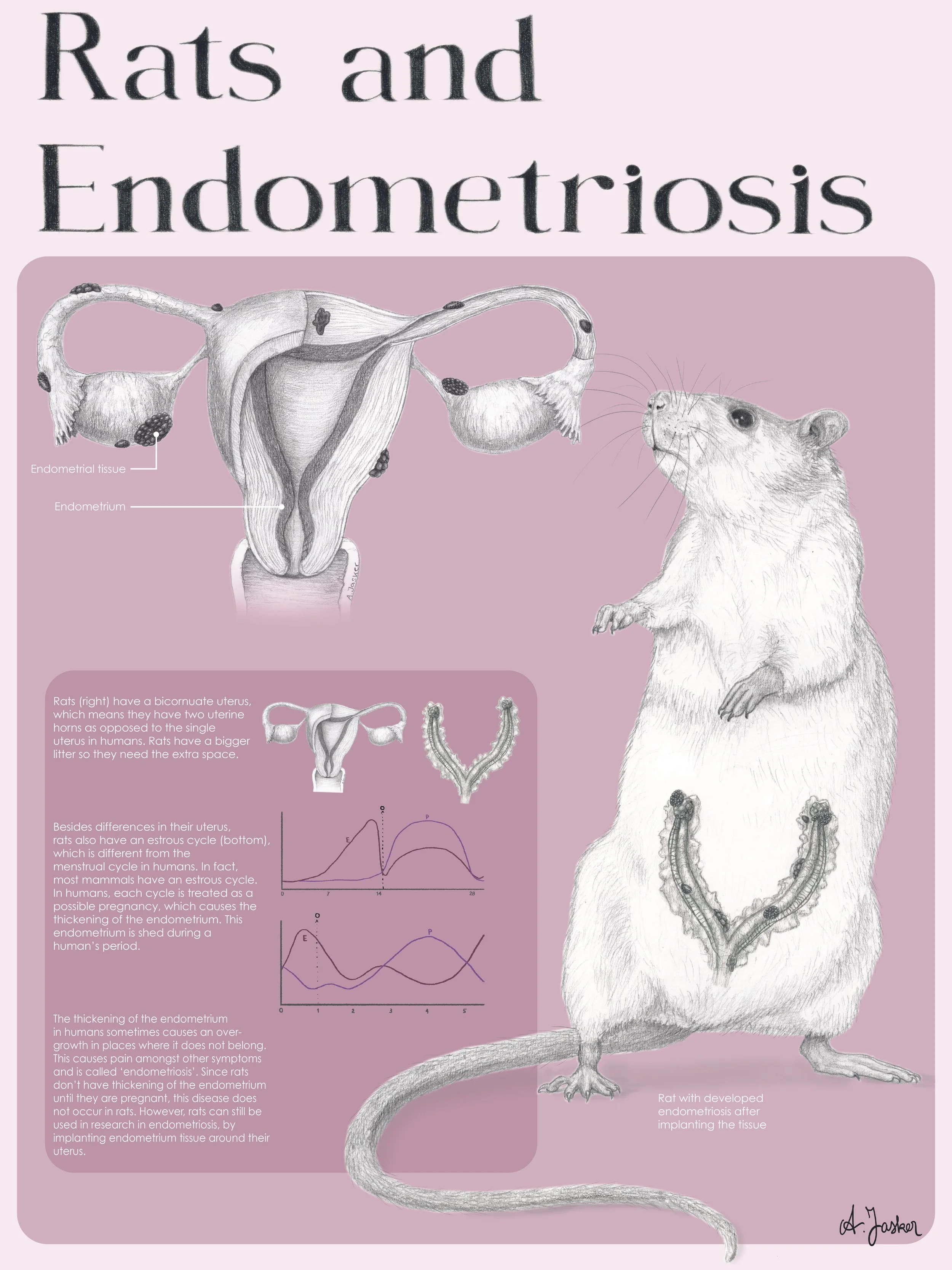 Rats have a different cycle than humans, rendering them unable to develop endometriosis. However, when implanted endometrium tissue into the rat's uterus, it still develops the disease and can be used to study. This poster explains the anatomical and