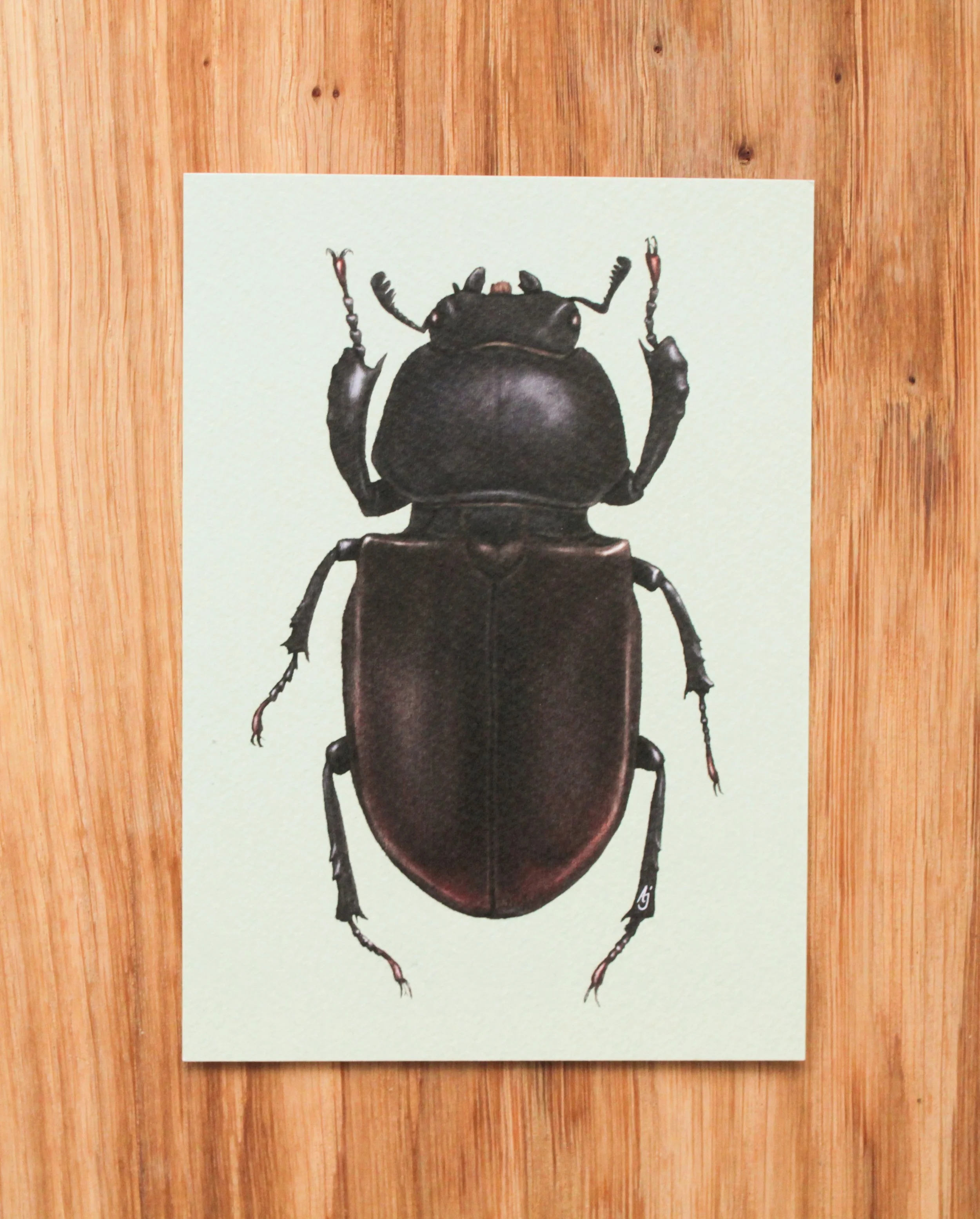 Stag Beetle Art Print A6