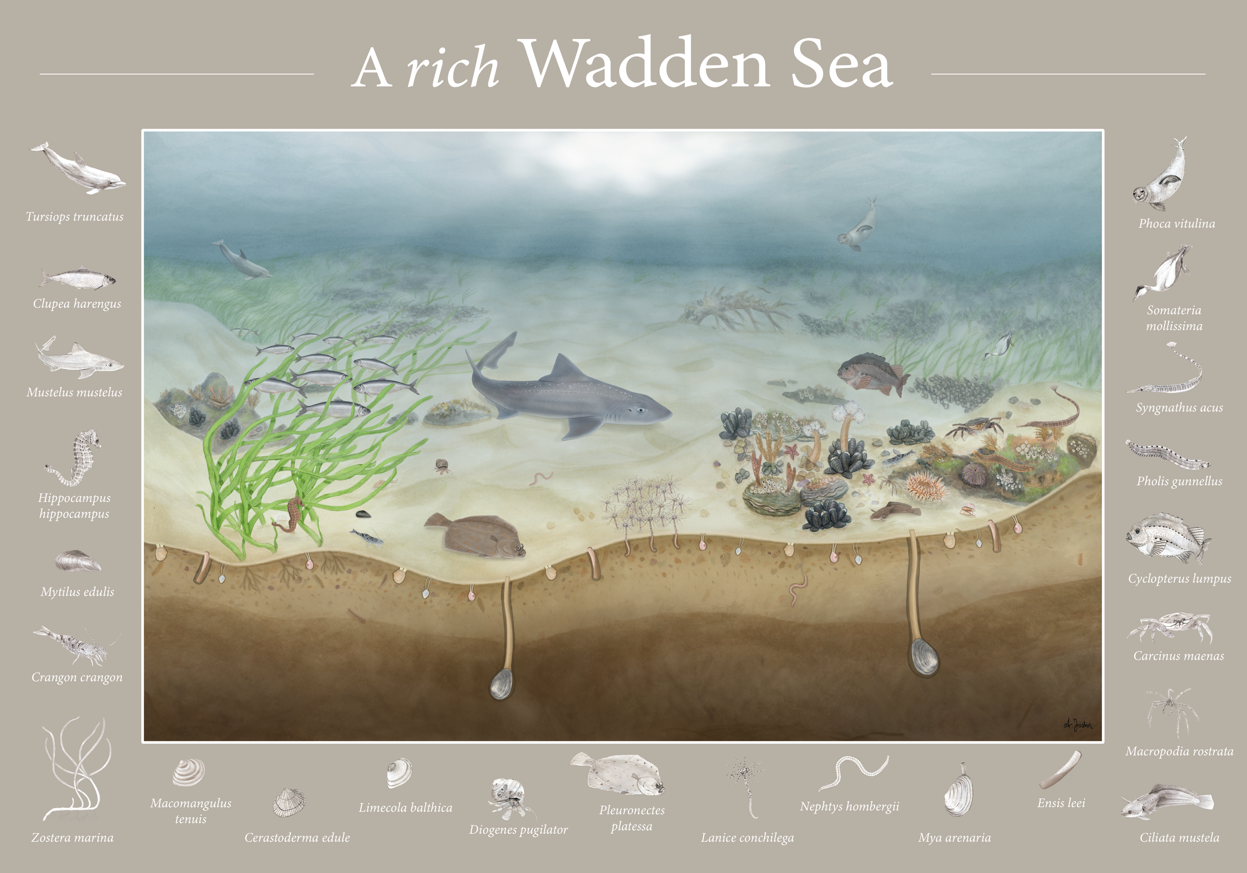 Master Thesis: The subtidal Dutch Wadden Sea