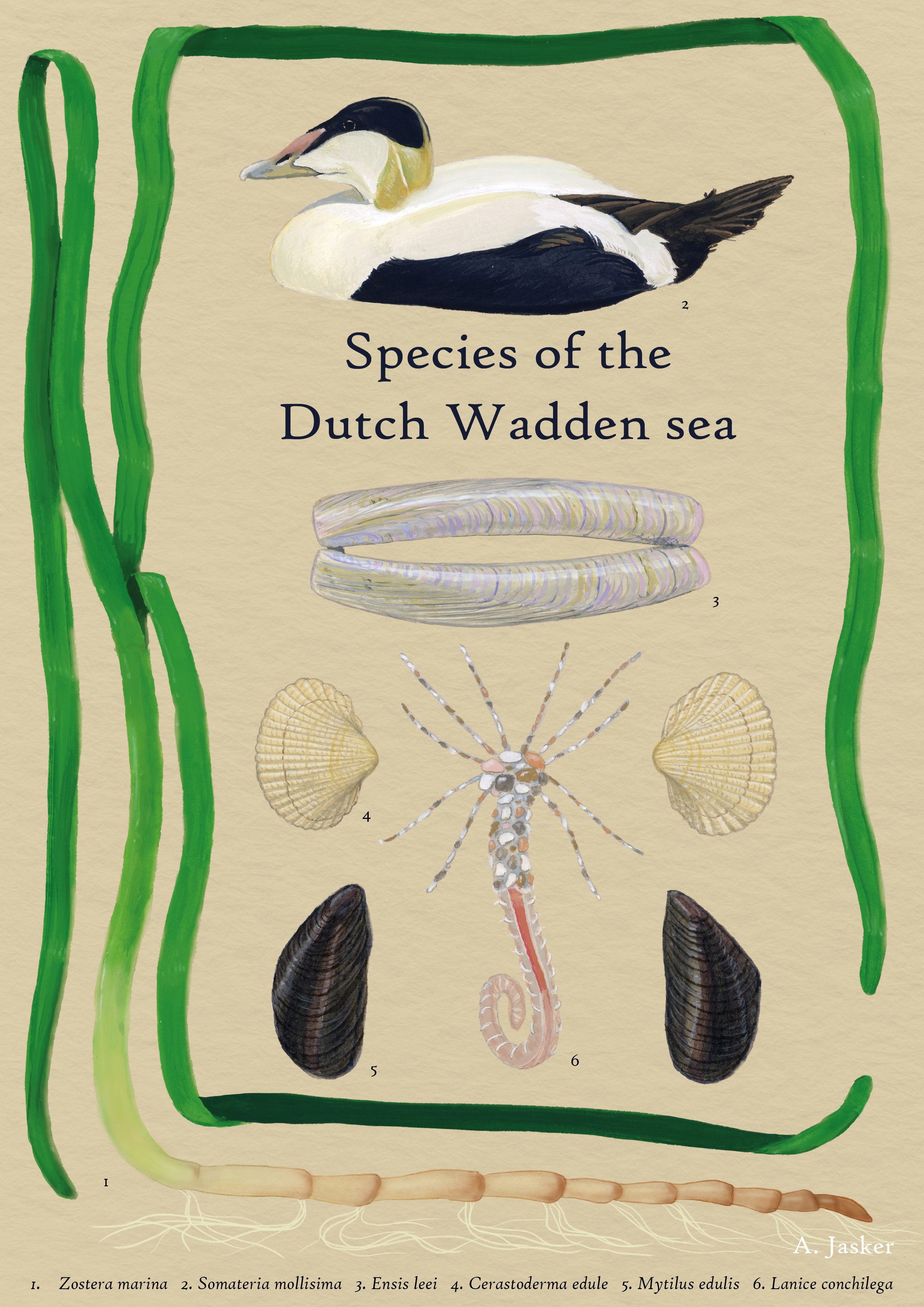 Poster of some typical species that appear in the subtidal Dutch Wadden Sea and are mentioned in the thesis. This was also used as the cover for the thesis. 