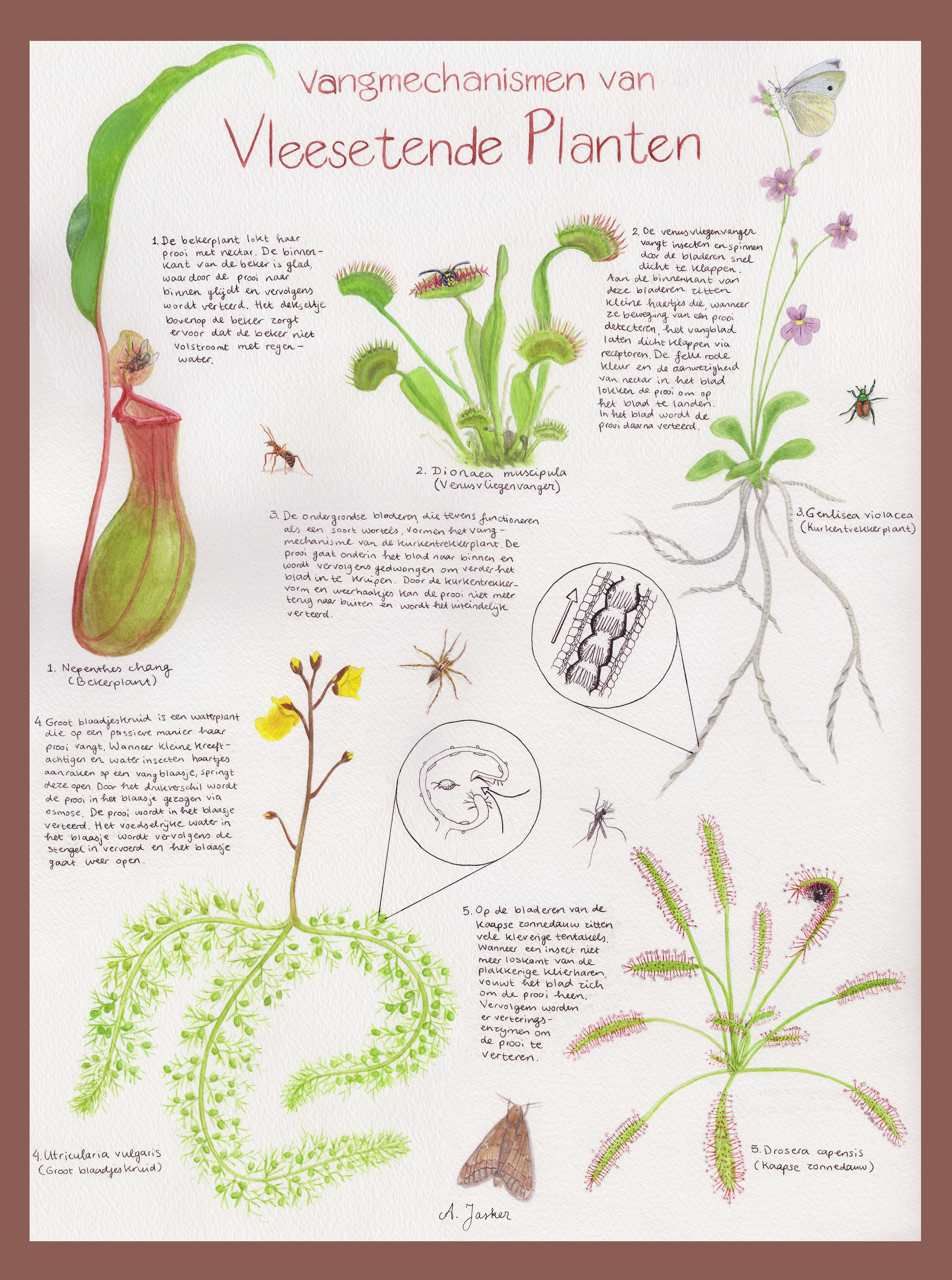 Species poster of carnivorous plants and their trapping mechanisms. 