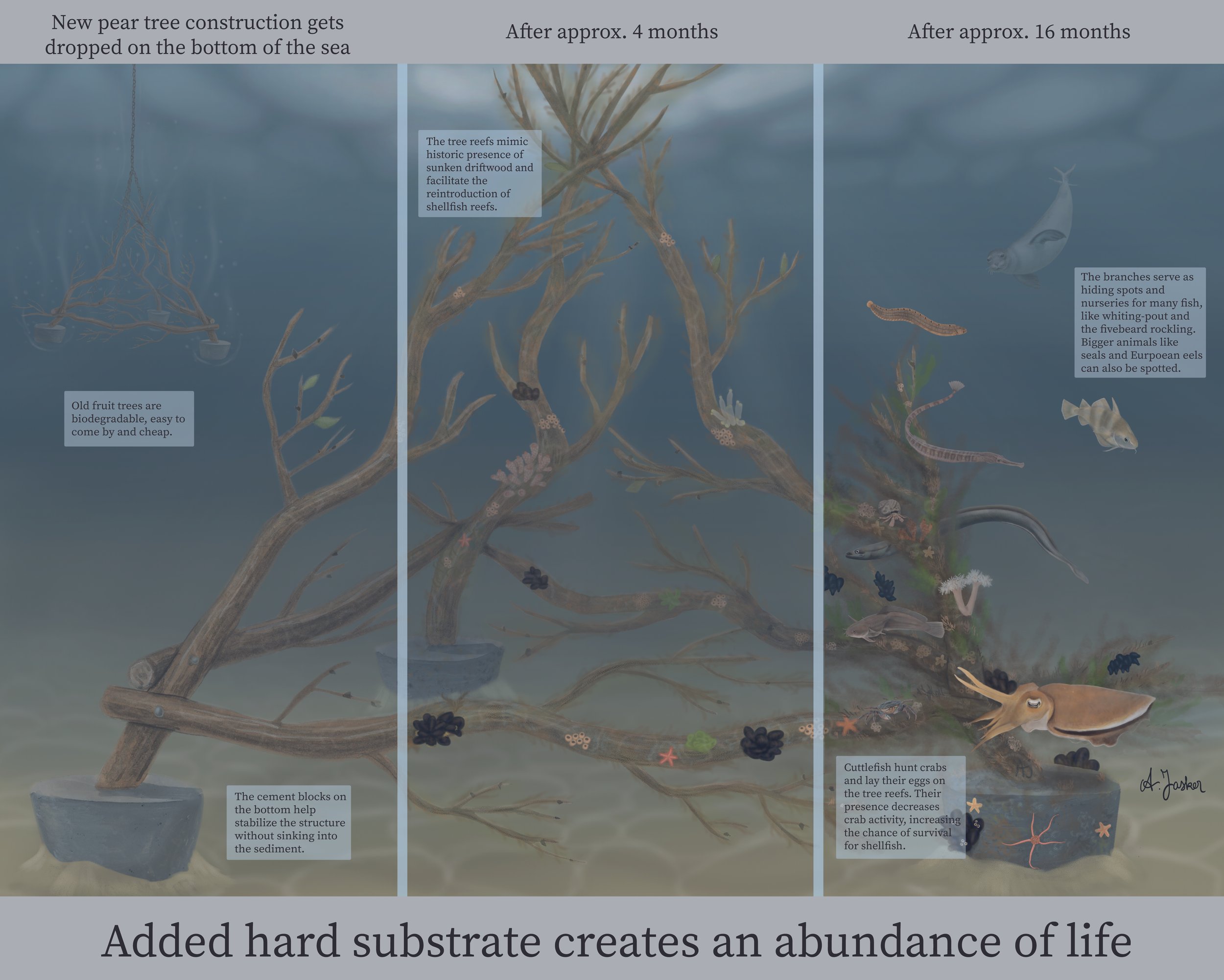 One of the projects in 'the Wadden mosaic' was the research of adding man-made reefs to the sea. Old discarded pear trees were transformed into constructions that give a hard substrate to shellfish, sea lettuce and other sessile species. This is anot