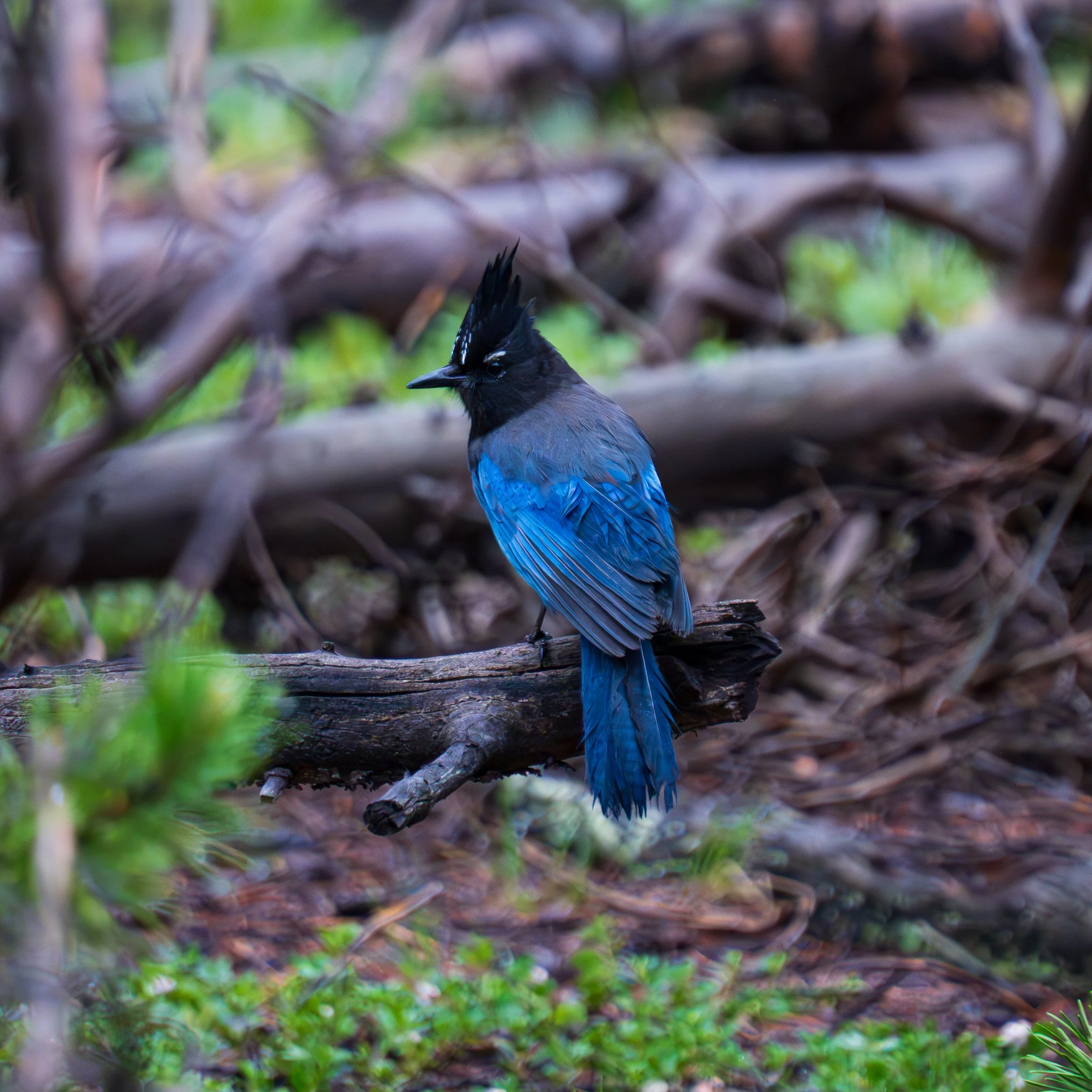 Stellars Jay, Colorado