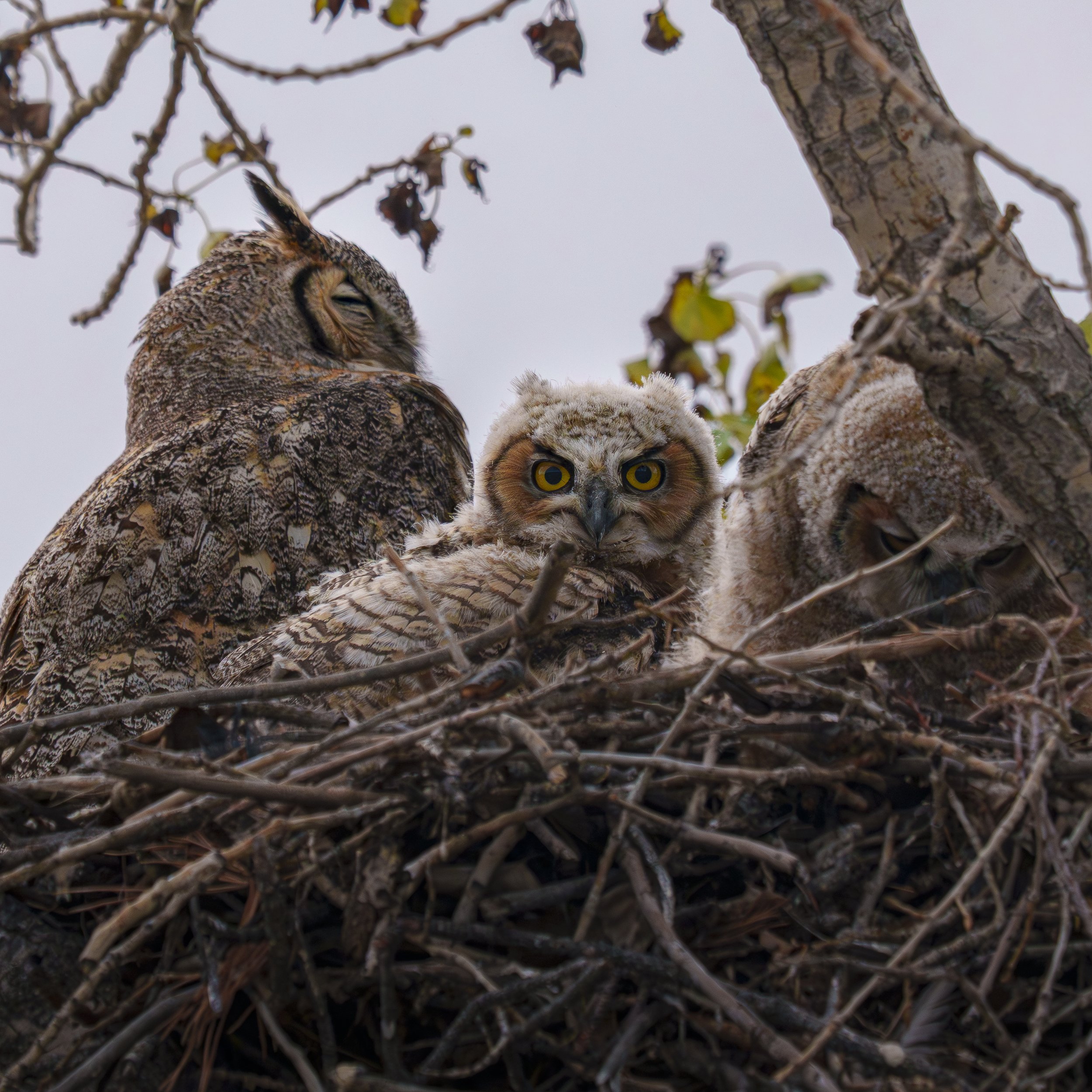 Great Horned Owls, Colorado