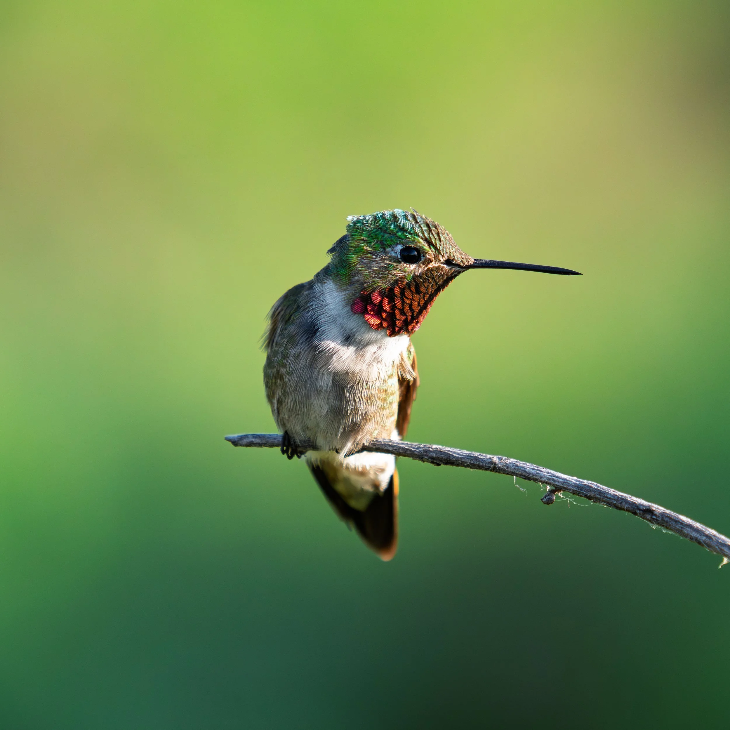 Hummingbird, Colorado