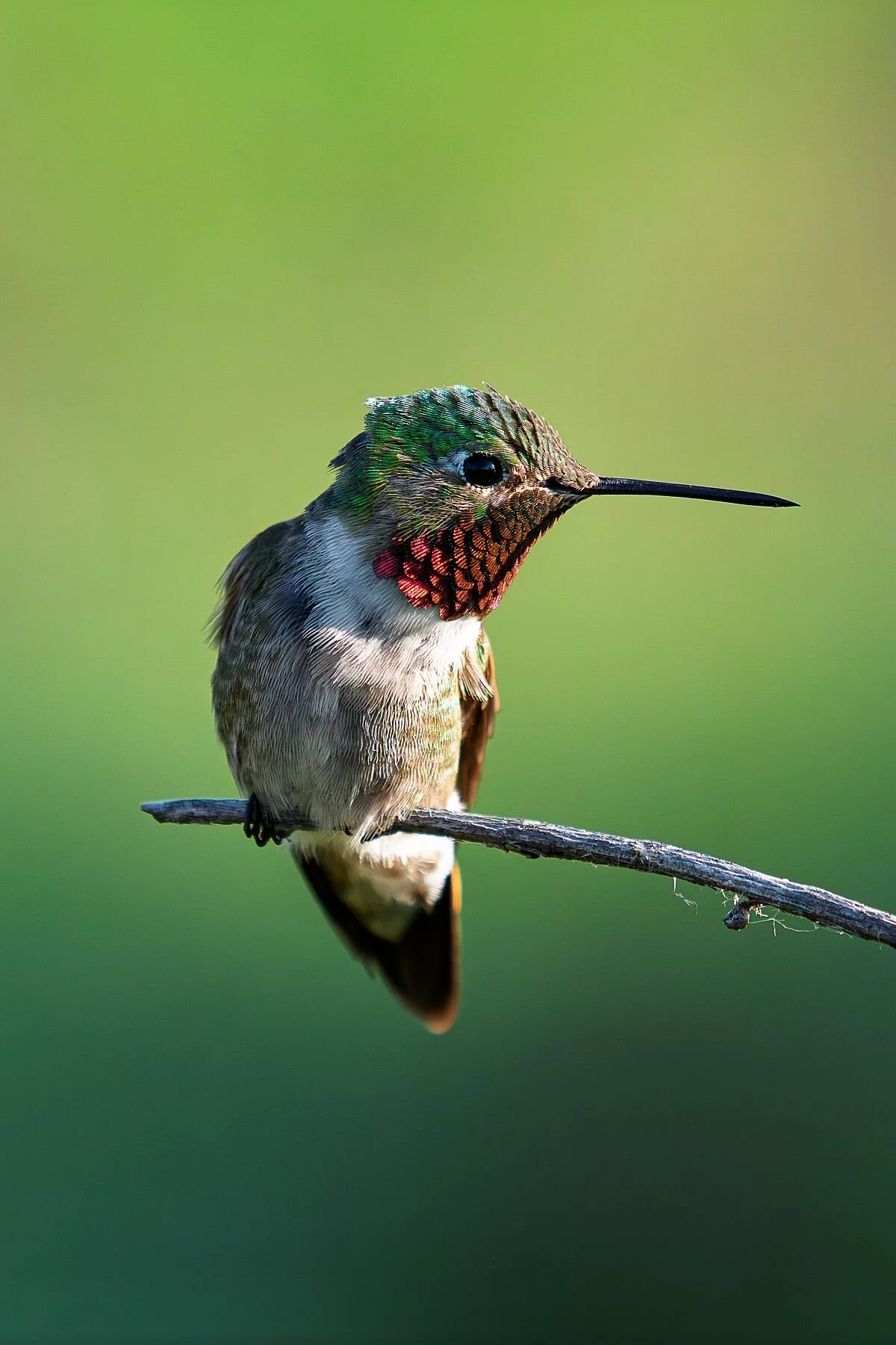 Humming Bird, Colorado