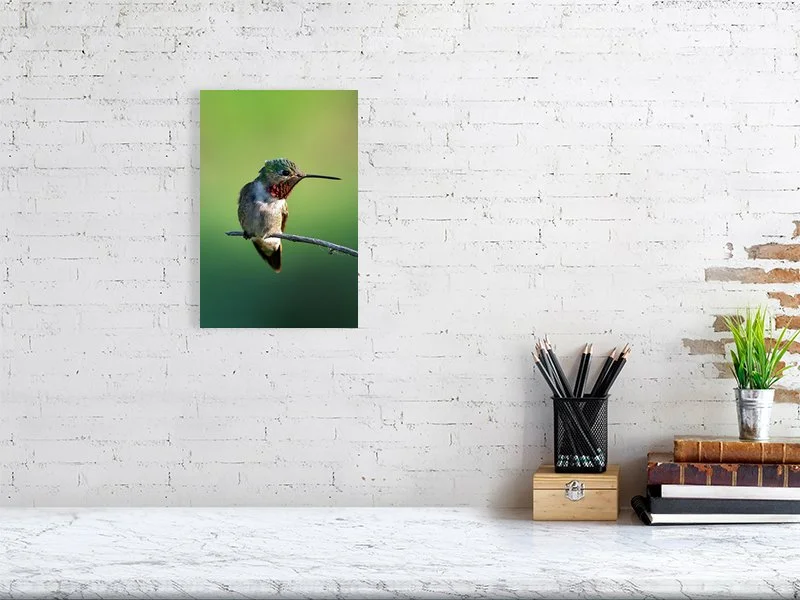 Humming Bird, Colorado
