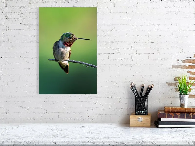 Humming Bird, Colorado