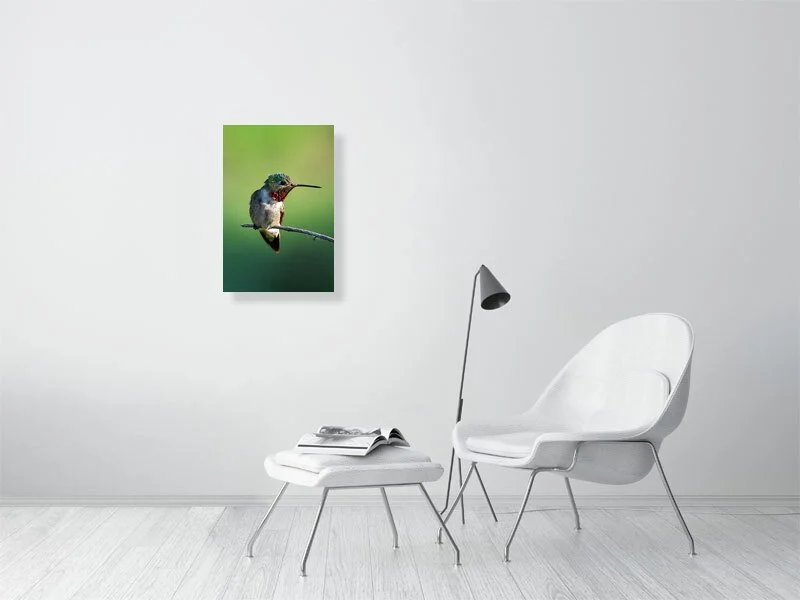 Humming Bird, Colorado