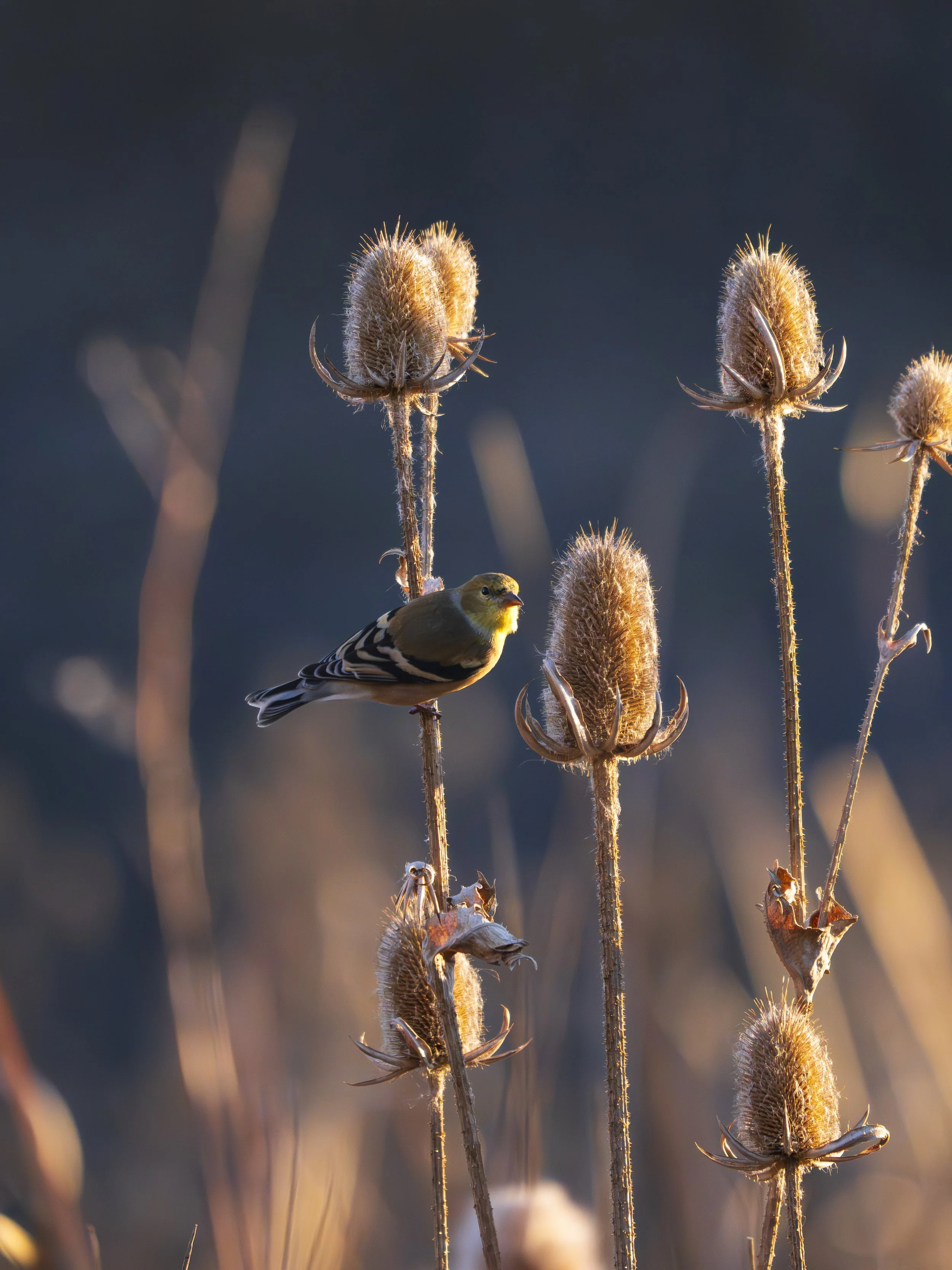 Goldfinch, Colorado