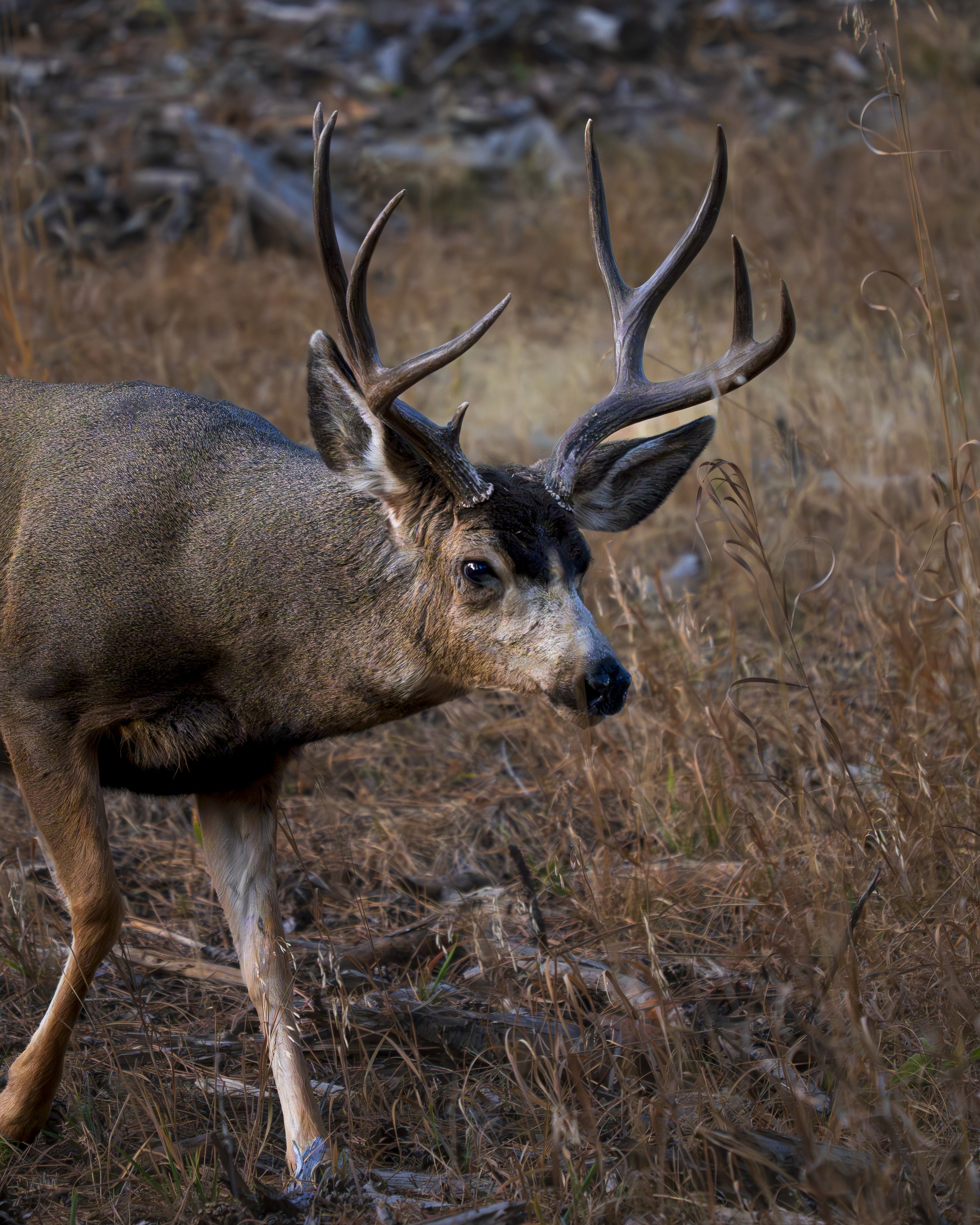 Mule Deer, Colorado
