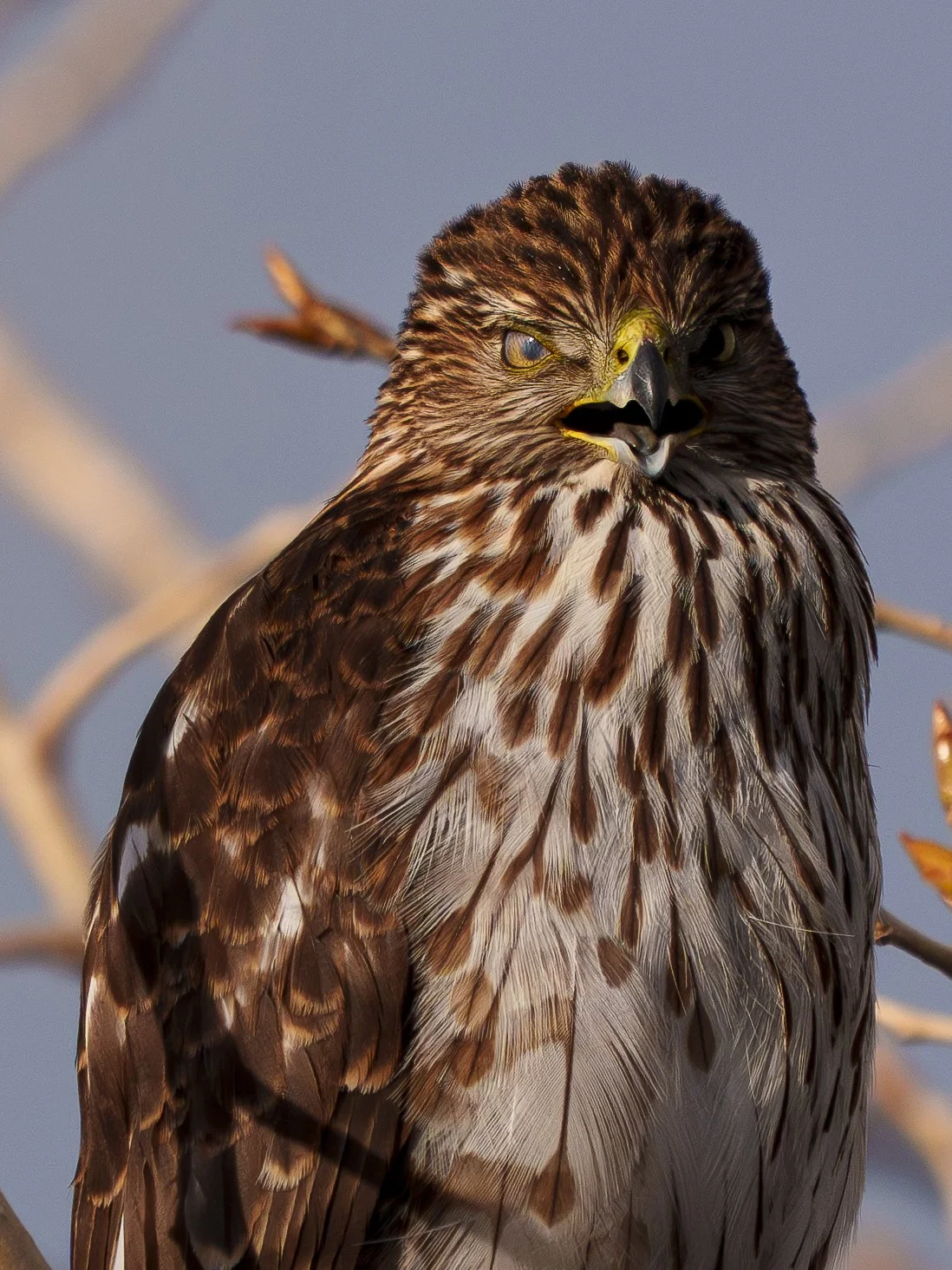 Coopers Hawk, Colorado
