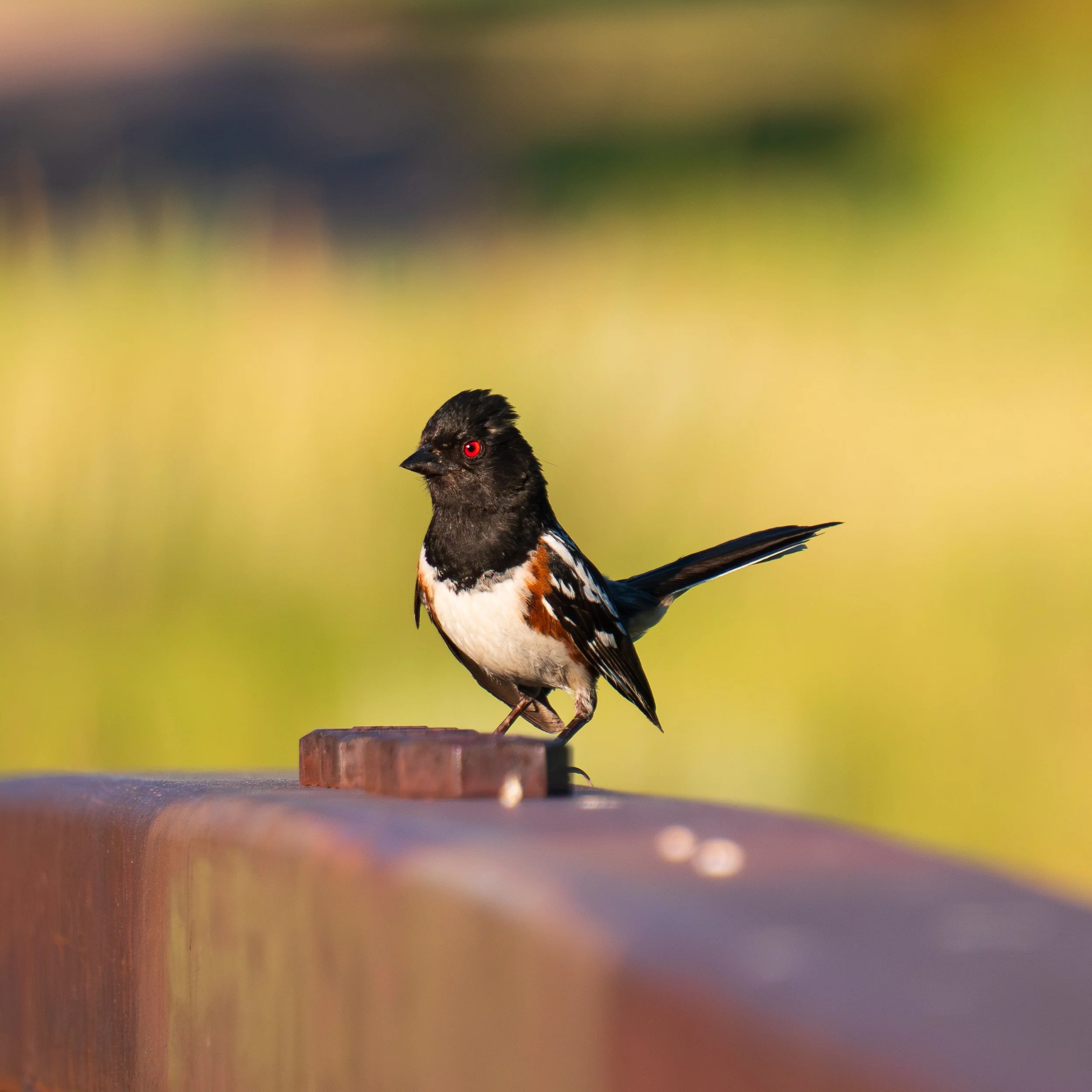 Spotted Towhee, Colorado