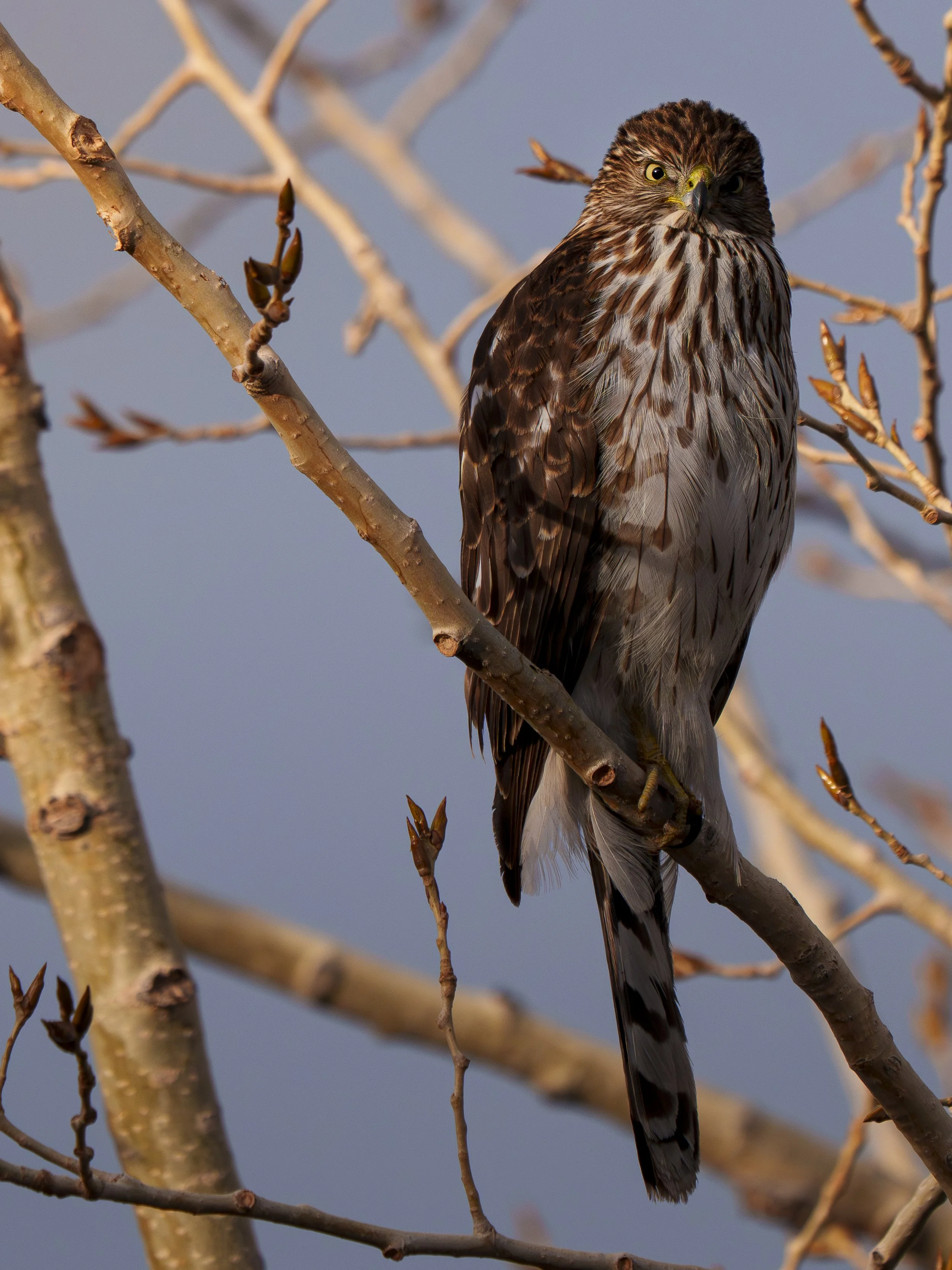 Coopers Hawk, Colorado