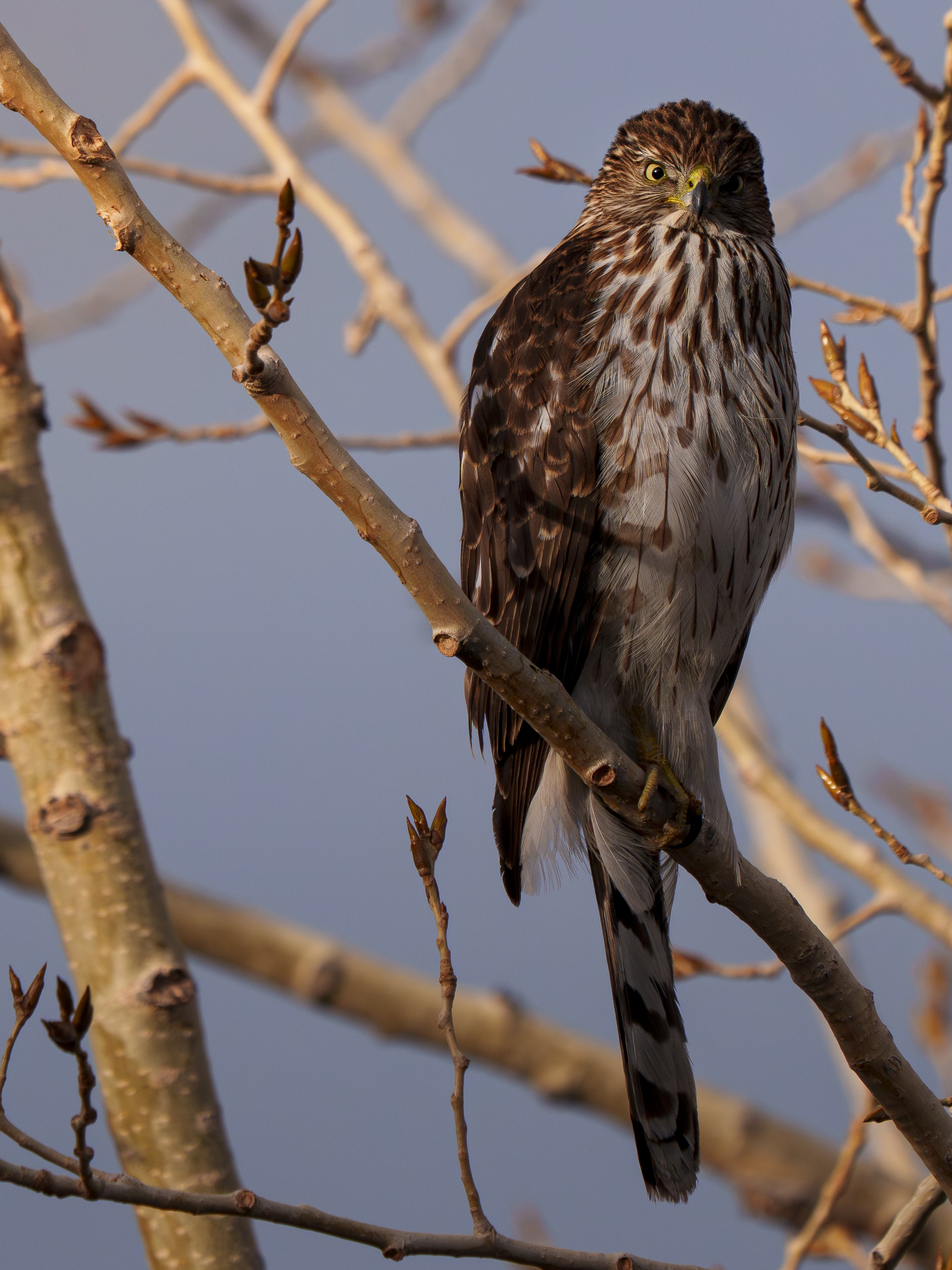A bird of prey with brown and white feathers perched on a leafless tree branch.