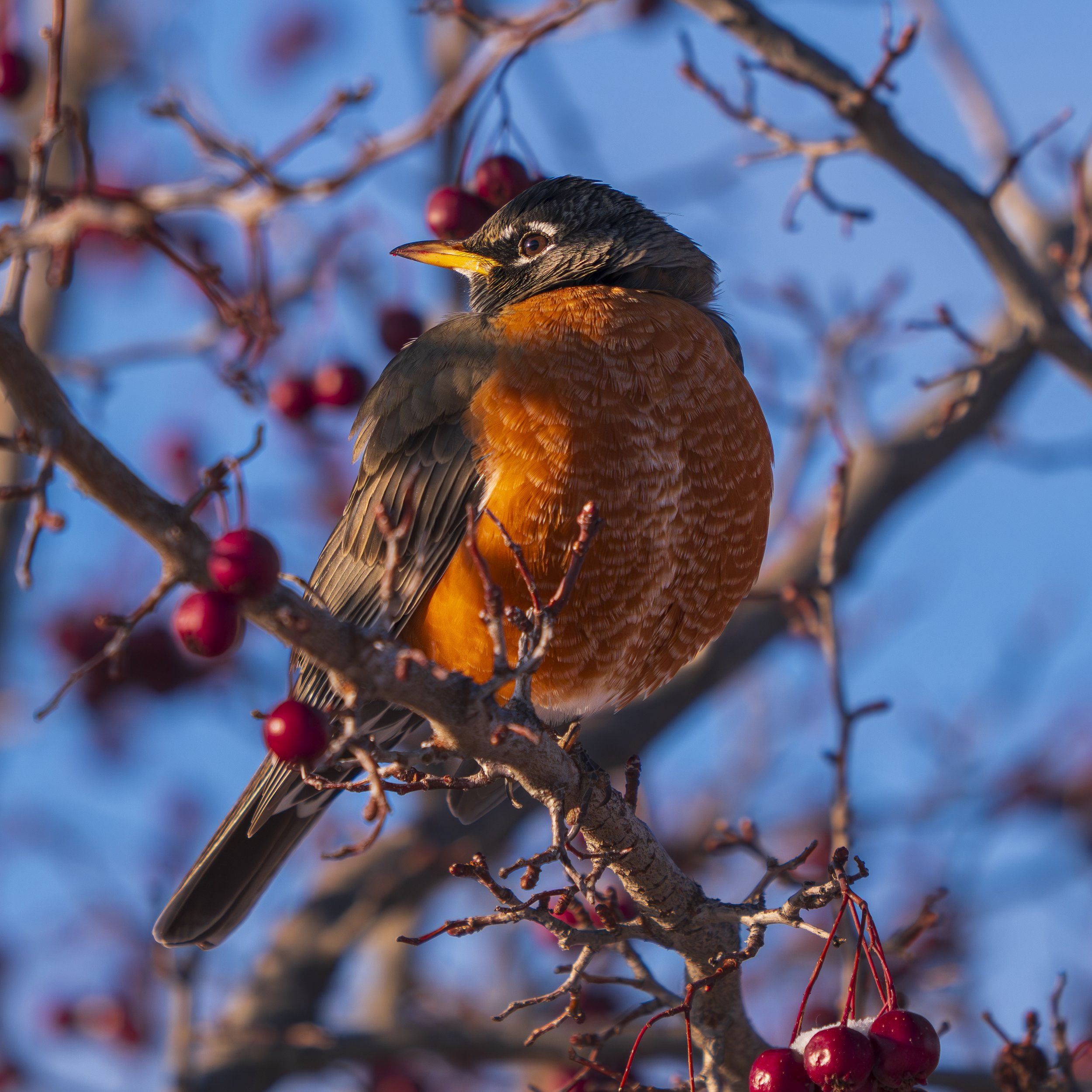 Robin, Colorado
