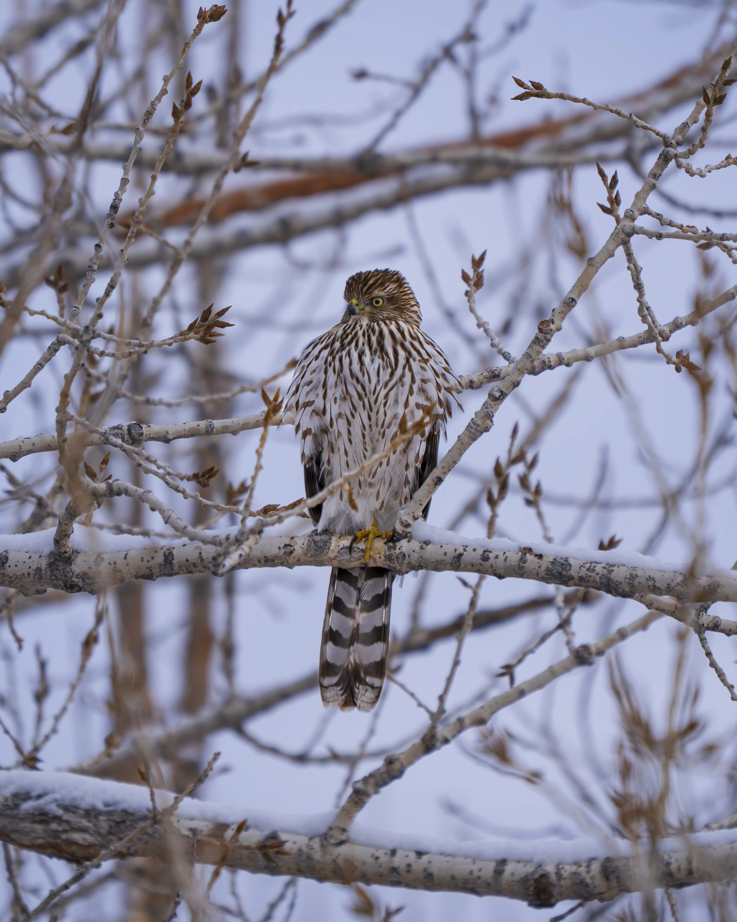 Coopers Hawk, Colorado